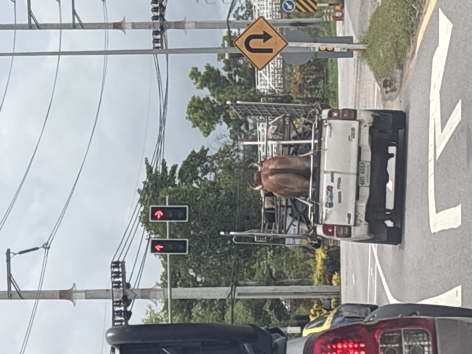 Pickup truck transports cow through Si Sunthon traffic light