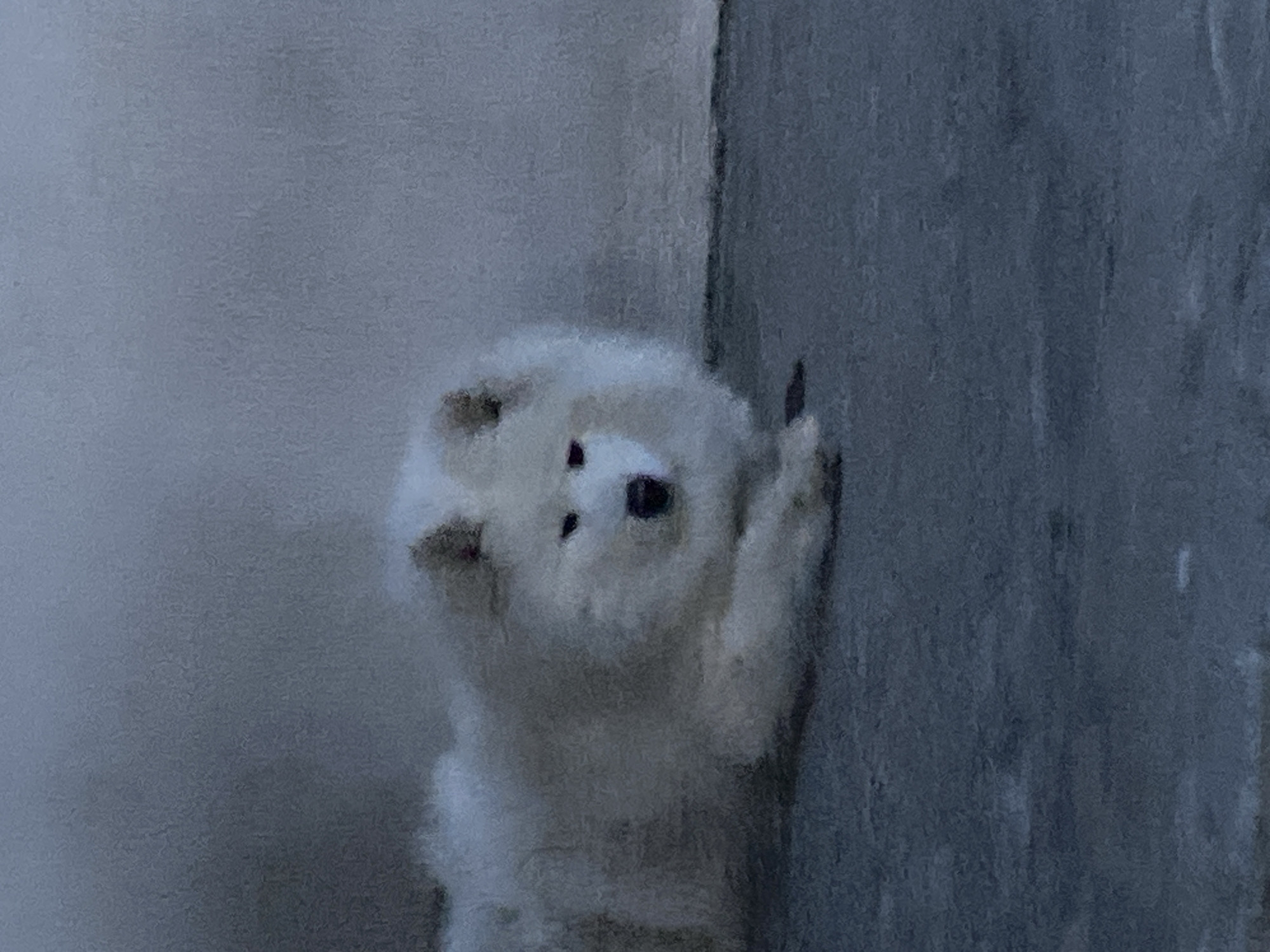 Samoyed chilling on pavement, full smile mode.