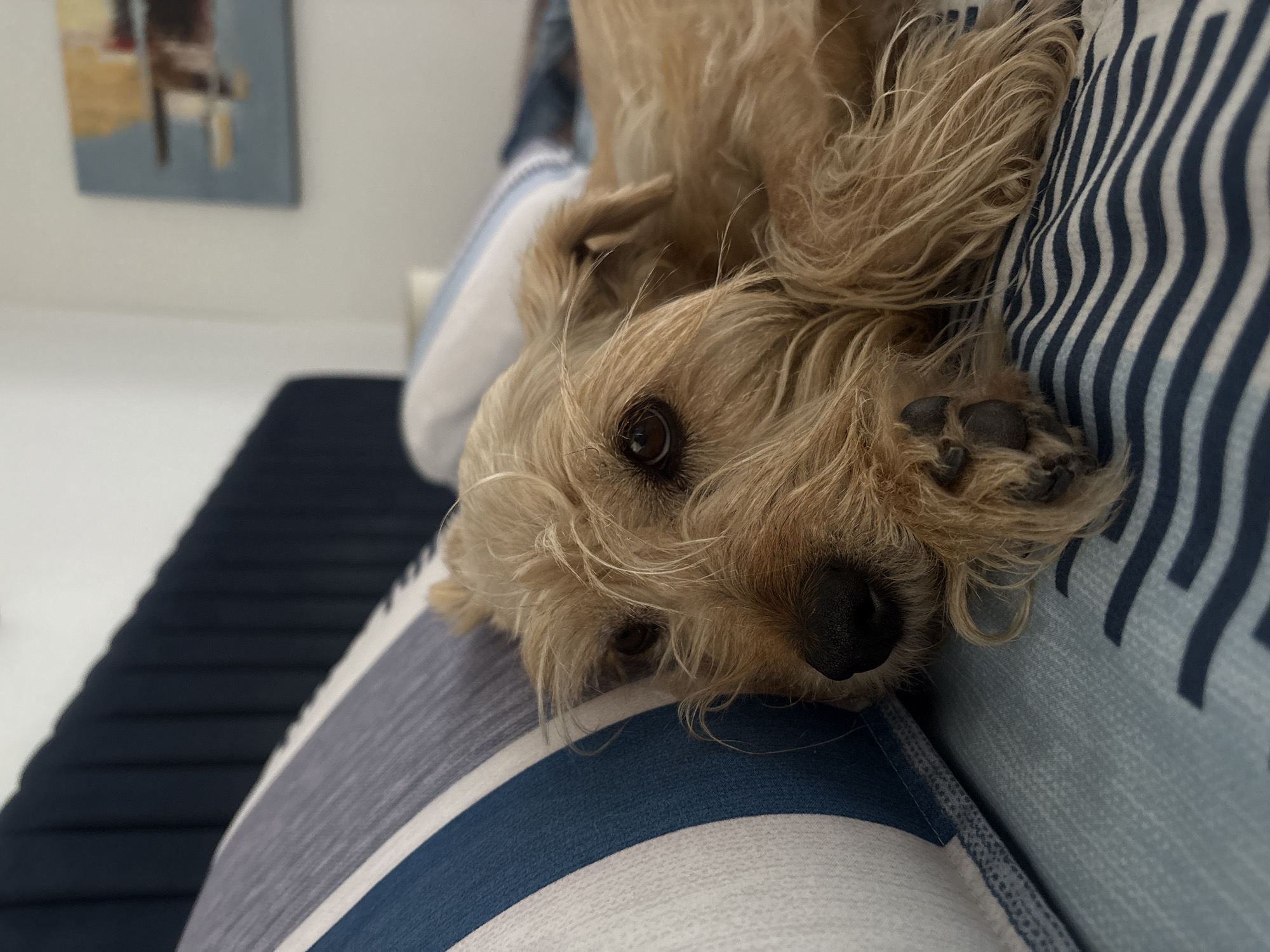 Quiet afternoon moments with dog, resident documented in Mexico home