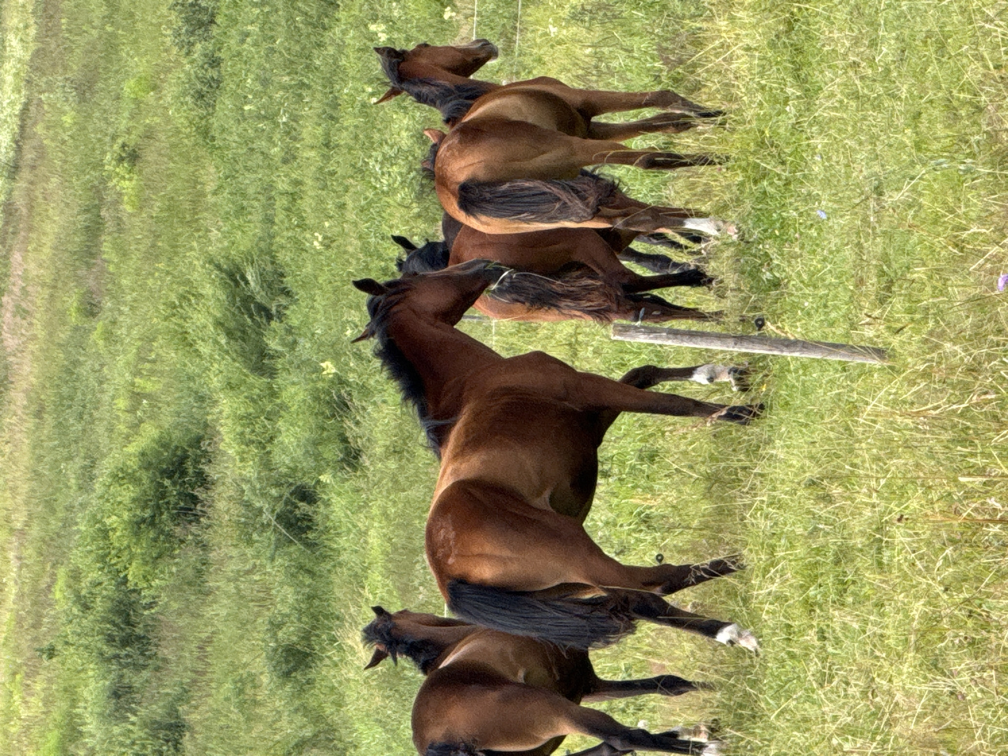 Horses graze and run through a wildflower meadow in rural Lithuania