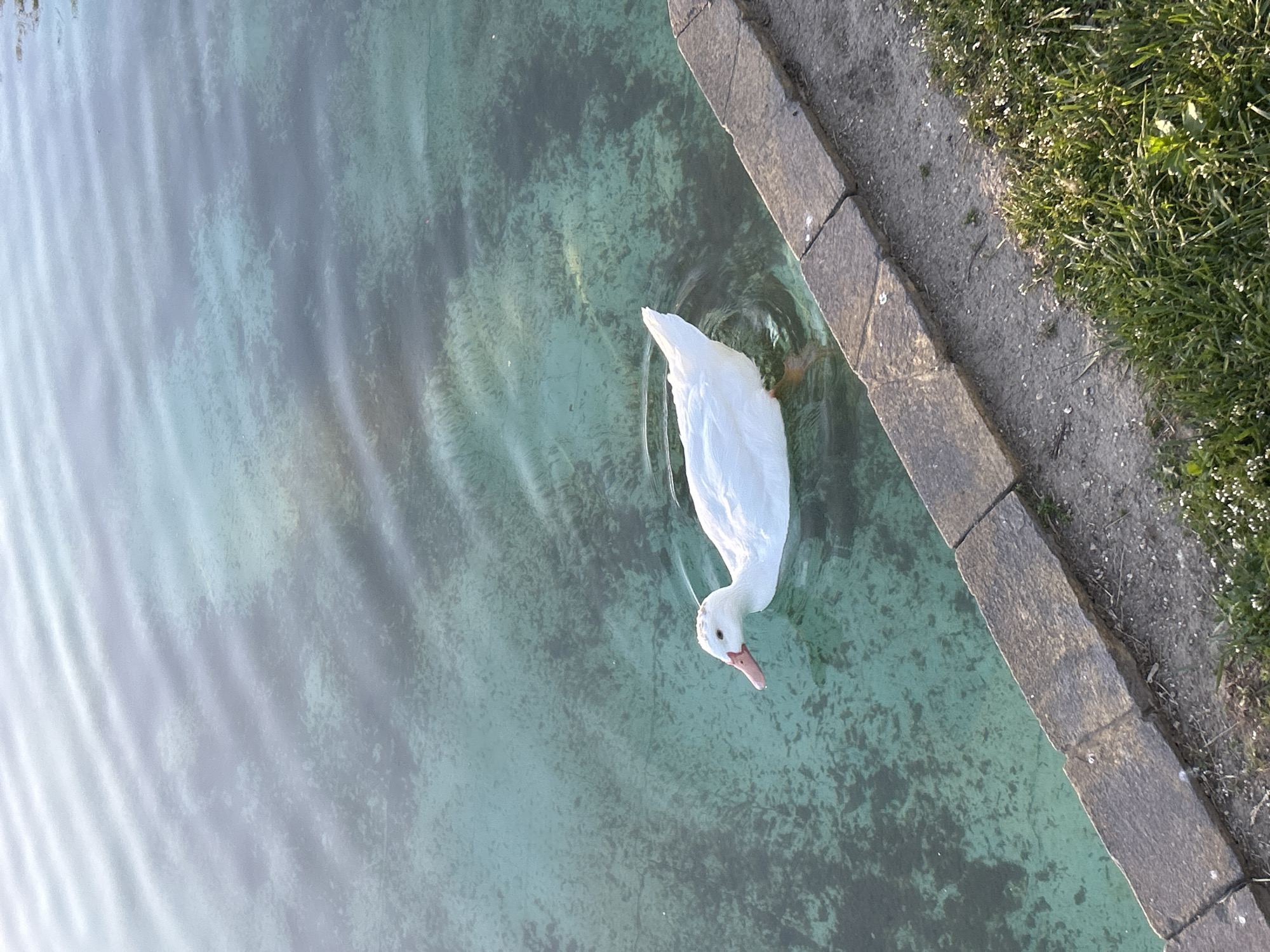 Ducks spotted swimming in urban park pond during afternoon
