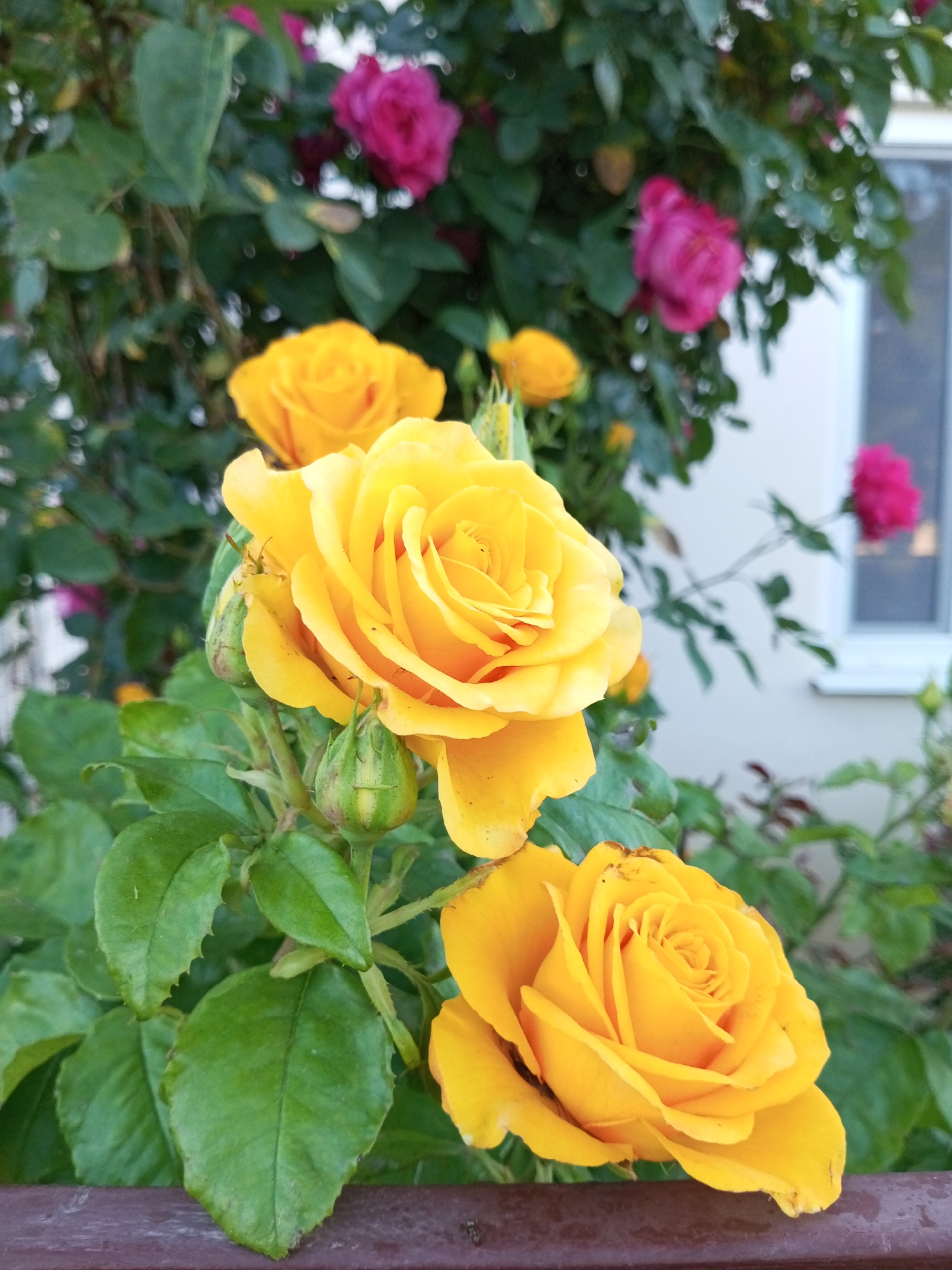 Afternoon in a Ukrainian garden: flowers, animals, and yard life