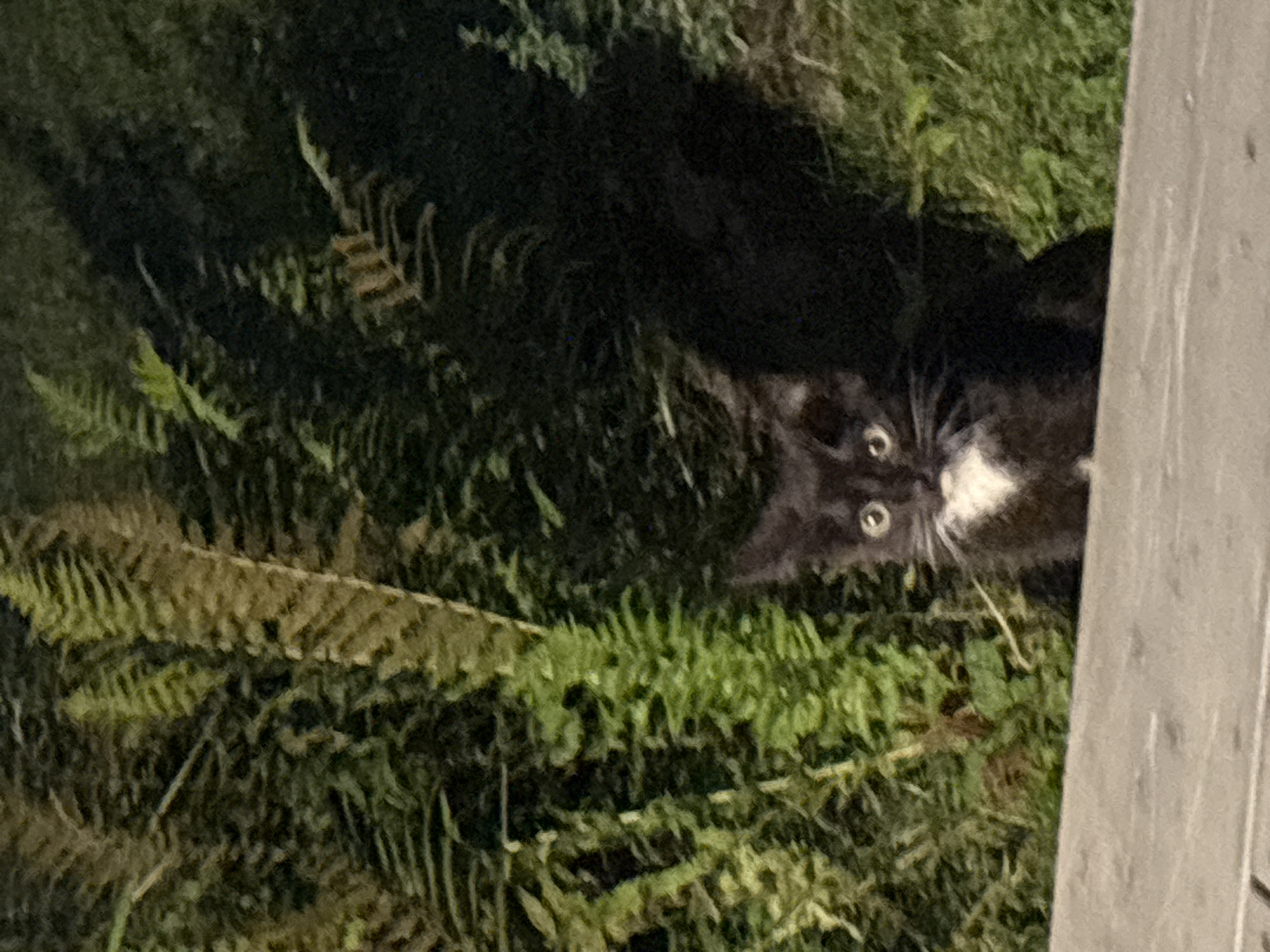 Cats gather for an outdoor evening feeding in Zvenigorod
