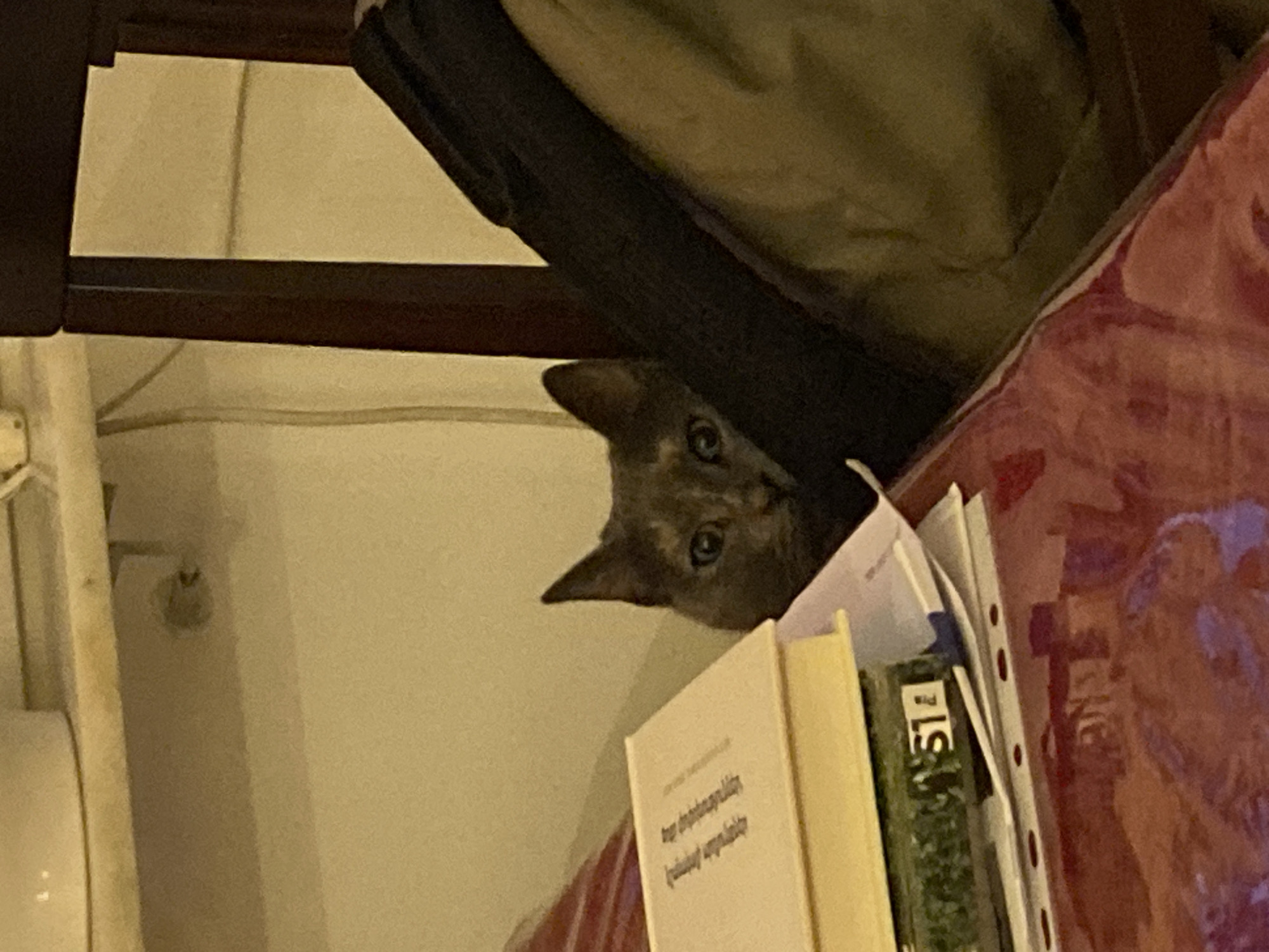 Curious cat plays peek-a-boo from behind household objects
