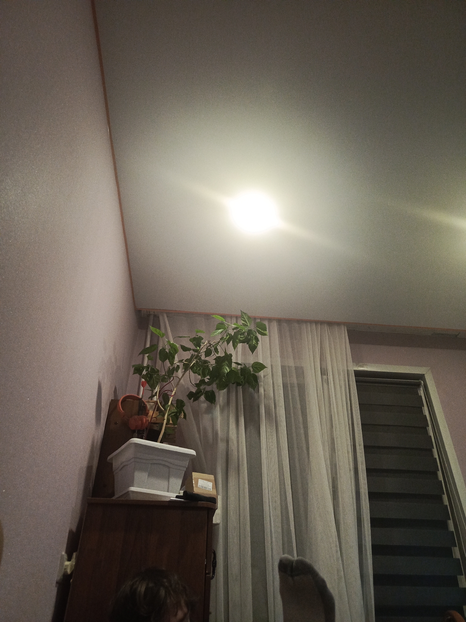 Cozy Krasnoyarsk bedroom with a sleeping husky and anime setup