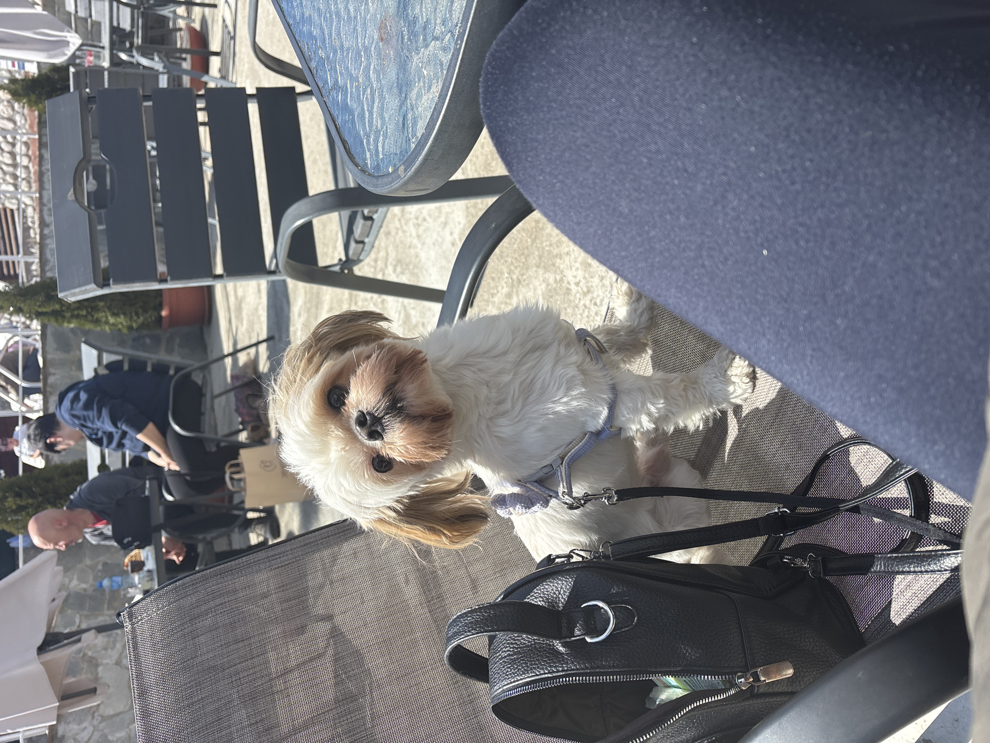 Dog and owner enjoy morning at Bulgarian café