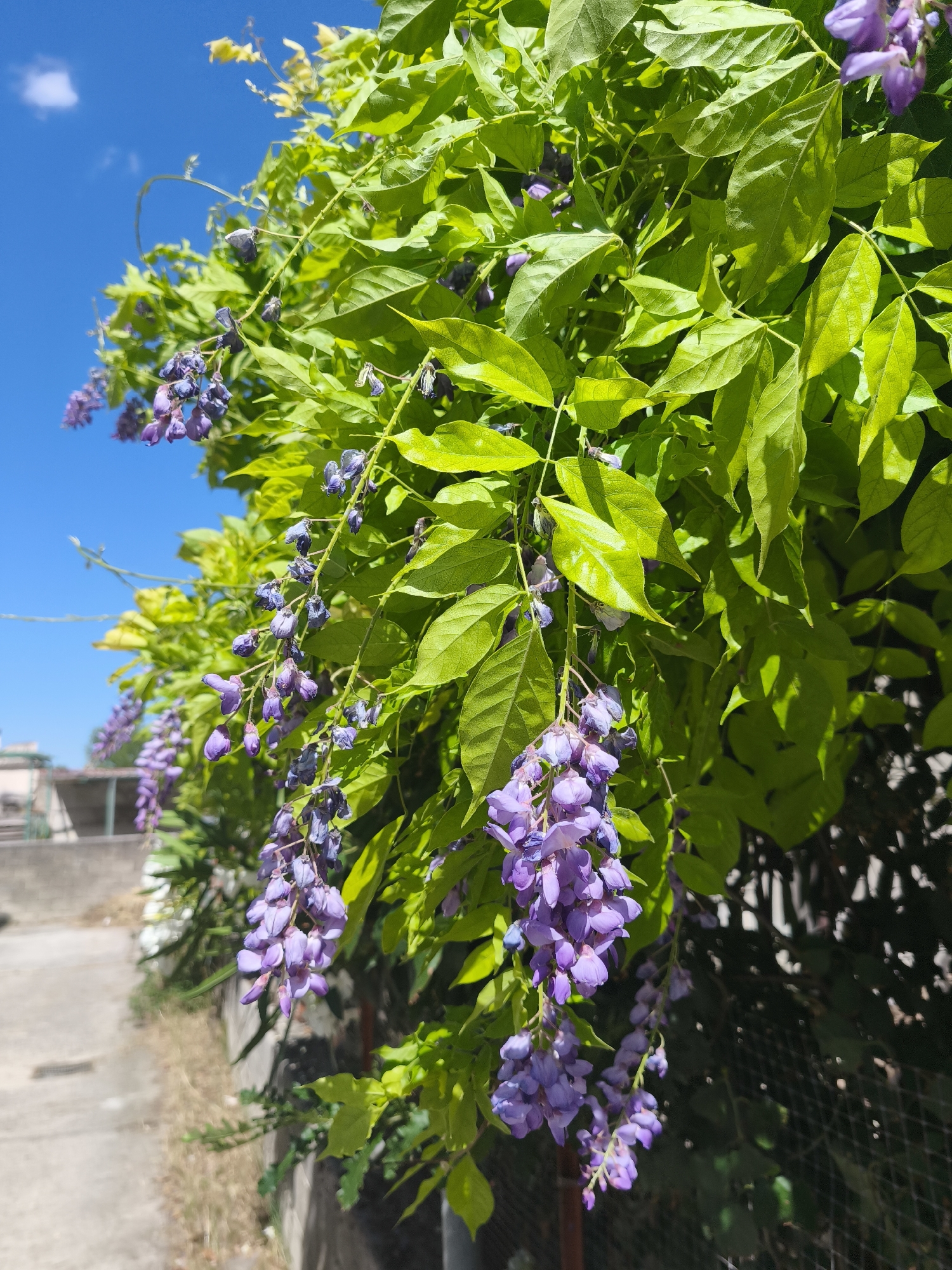 Flowers, plants, and pastries at a Bojano market or garden shop