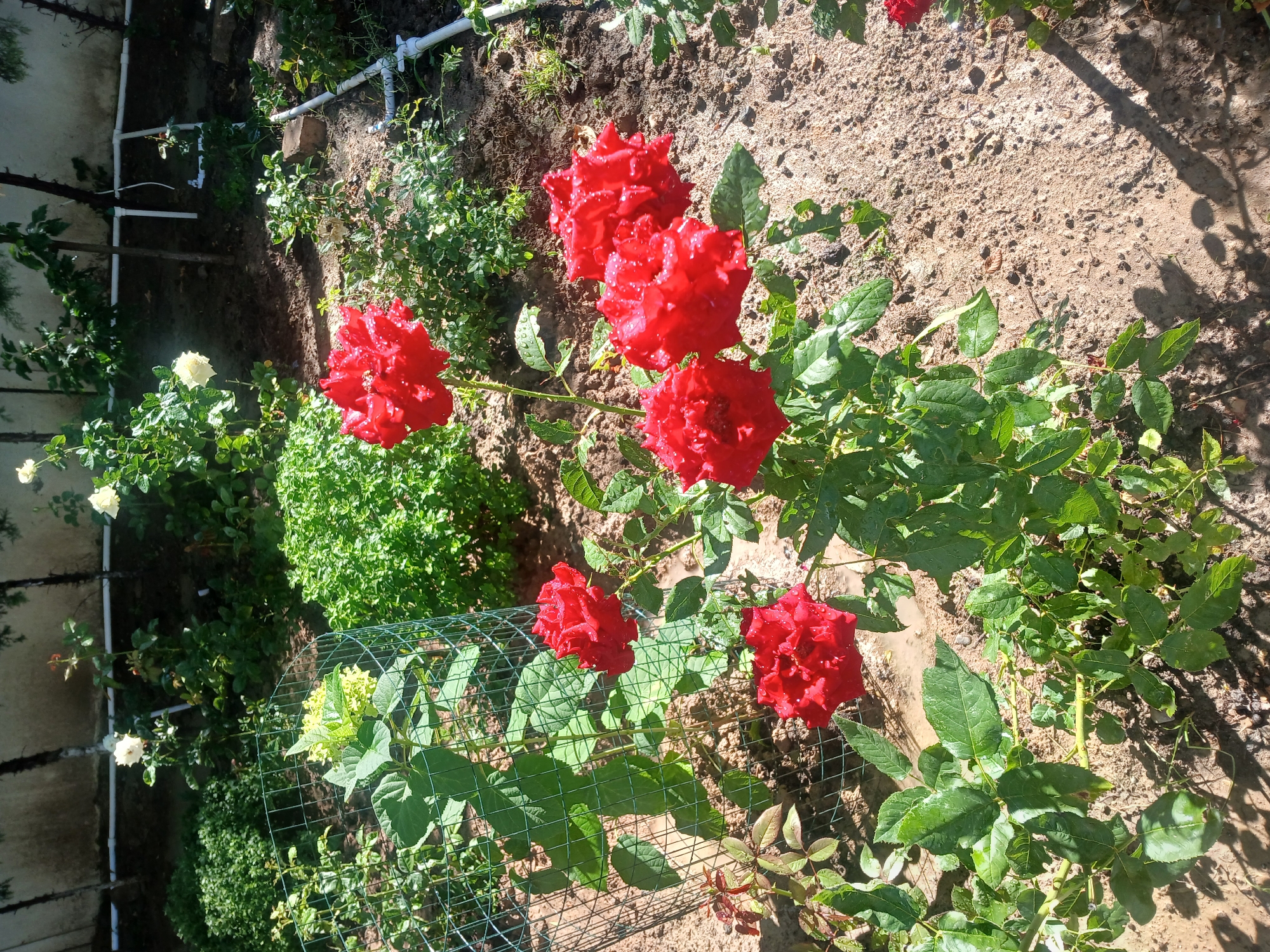 Tashkent garden in full summer bloom, roses and crepe myrtles