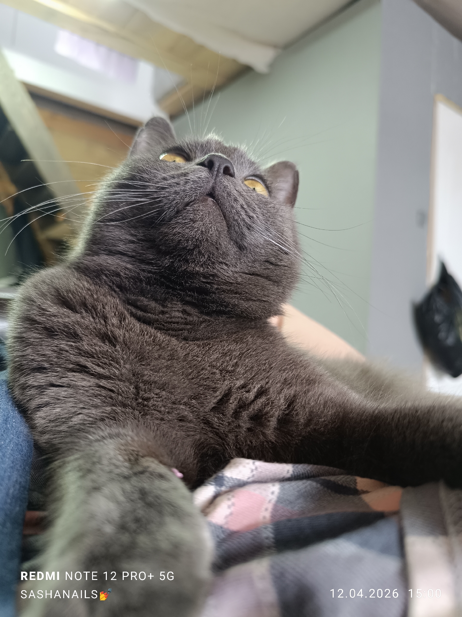 Gray cat enjoys peaceful nap time with owner