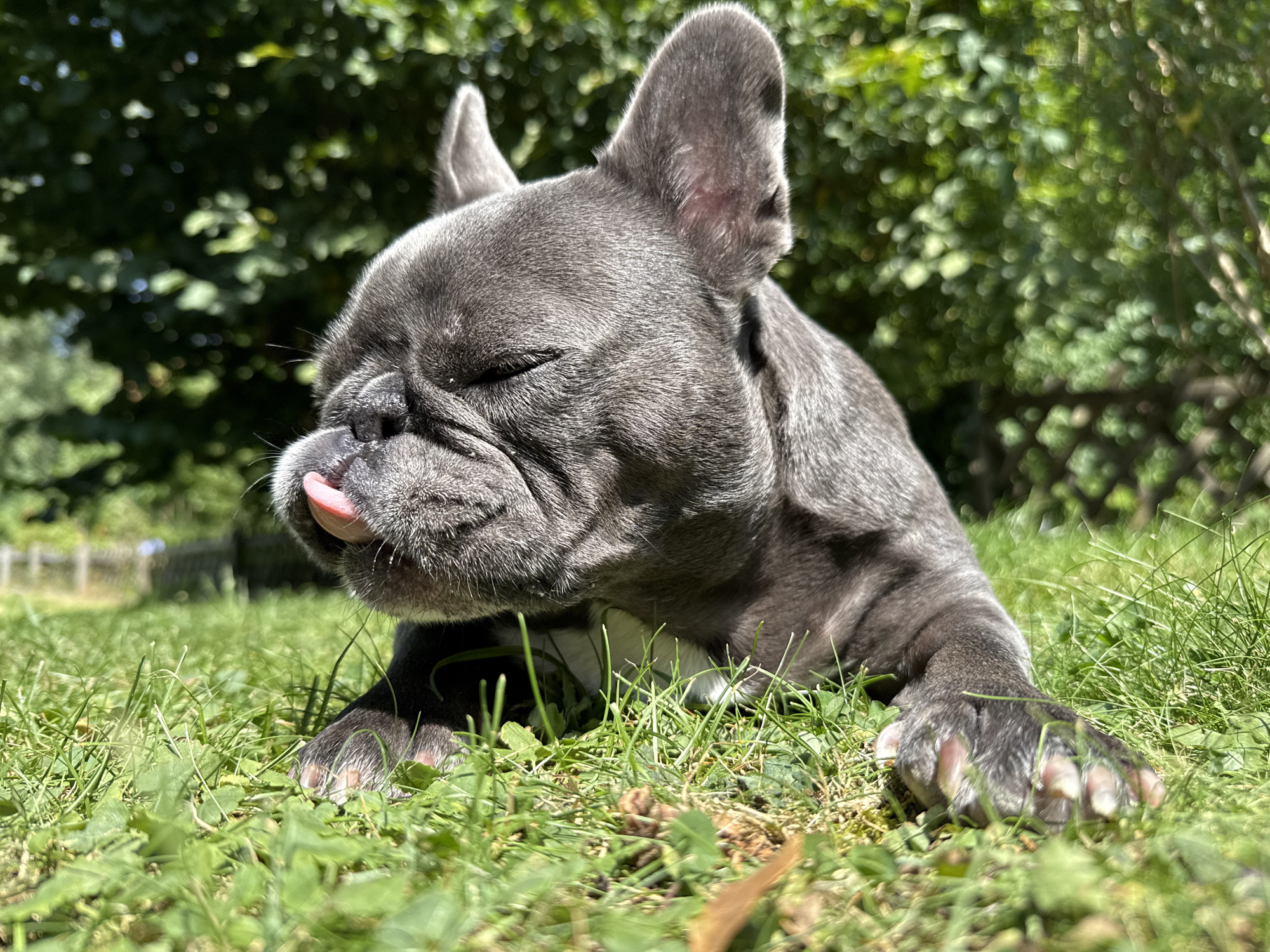 French bulldog's lazy summer day in Bad Sachsa