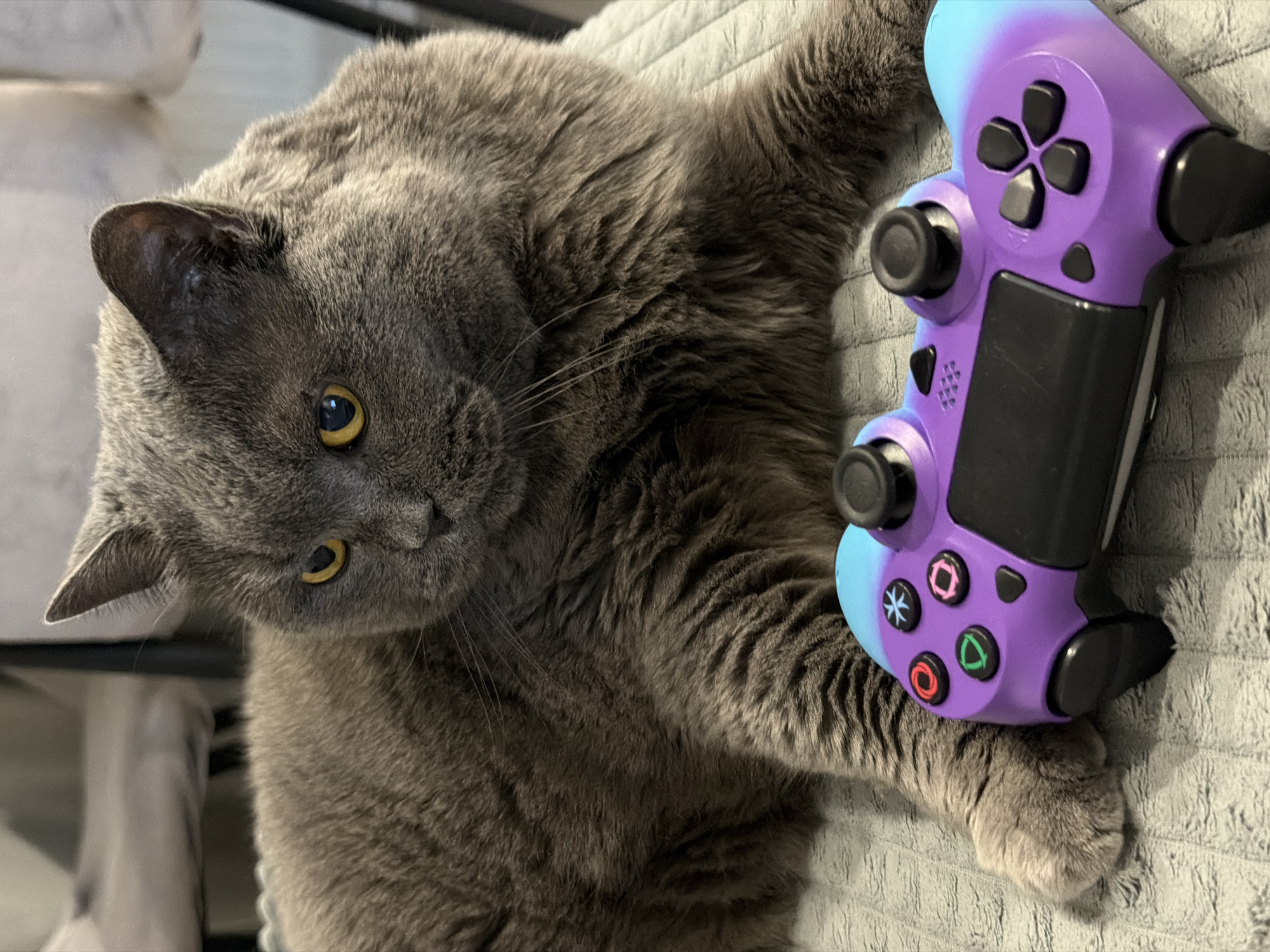 Gray cat poses with game controller in Russia