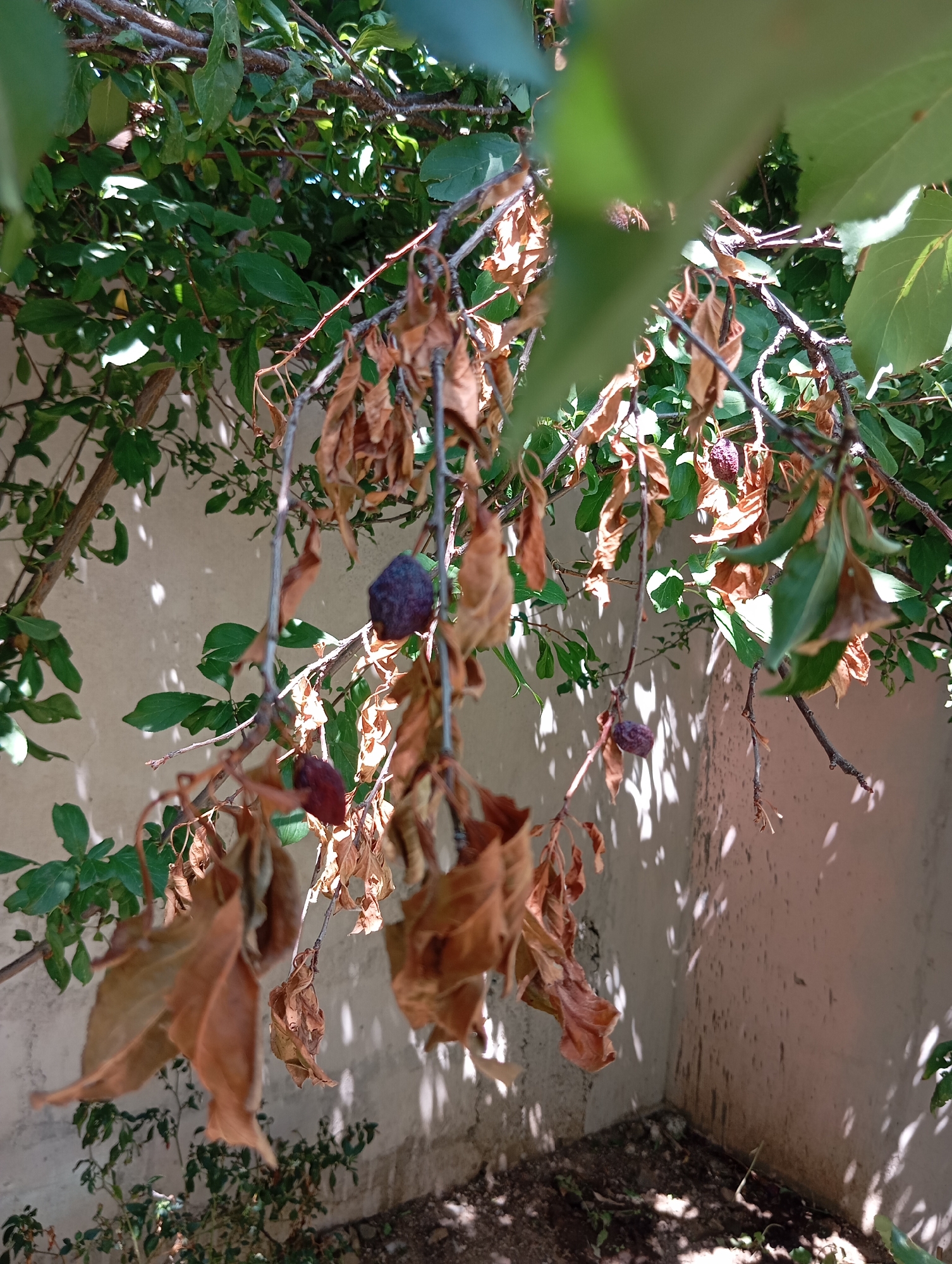Morning observations of birds and fruit trees in Lassan