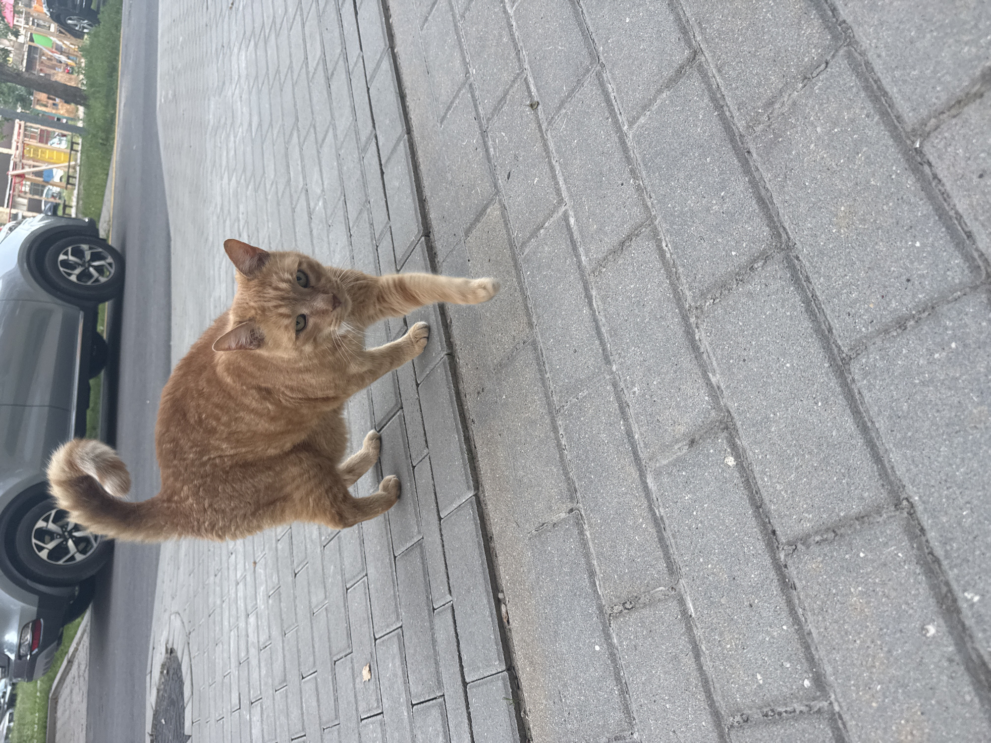 Olaine's orange tabby cat owns the park bench