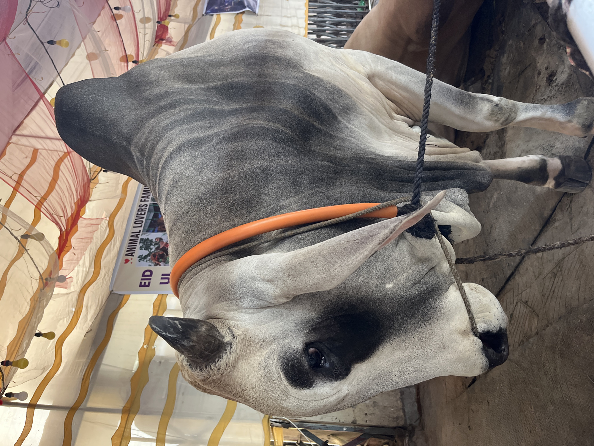 Eid ul Adha cattle markets documented in Dhaka