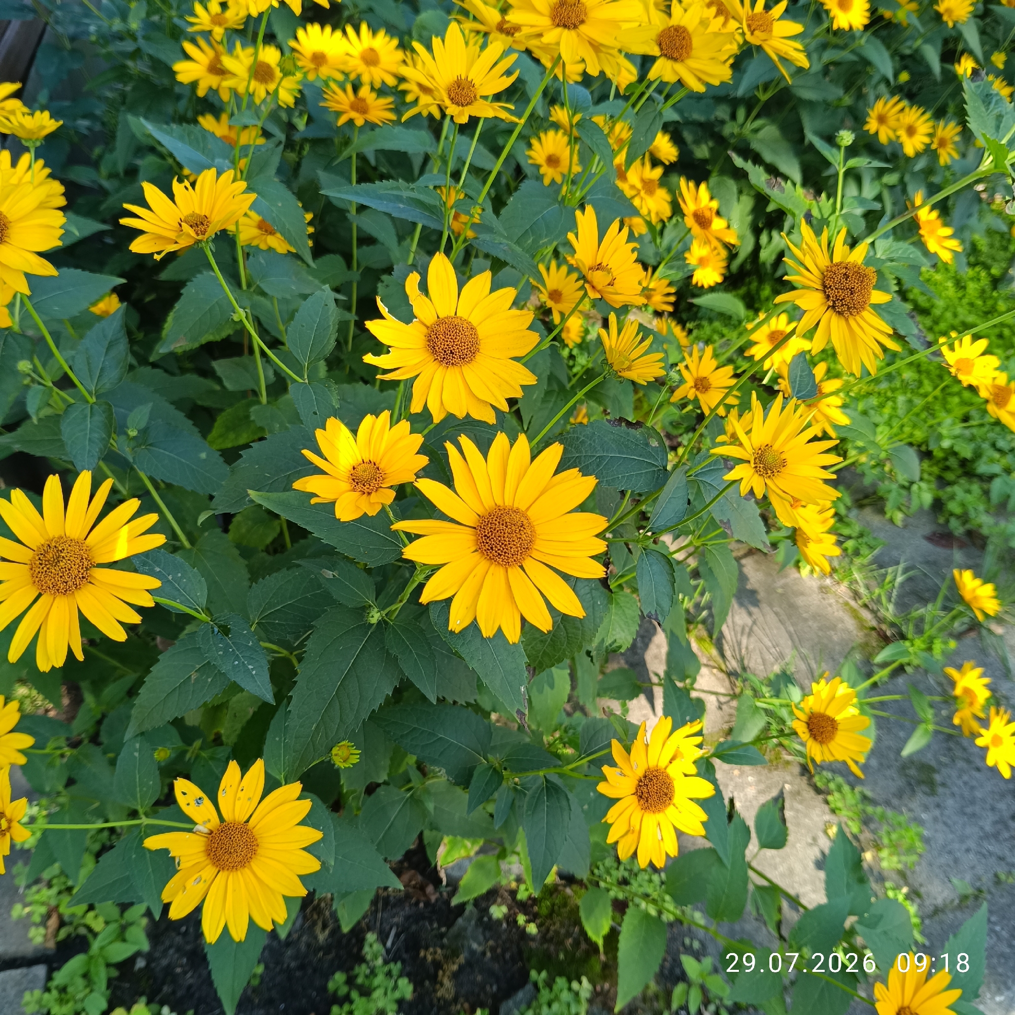 Late summer flora along a Riga street, July 2026
