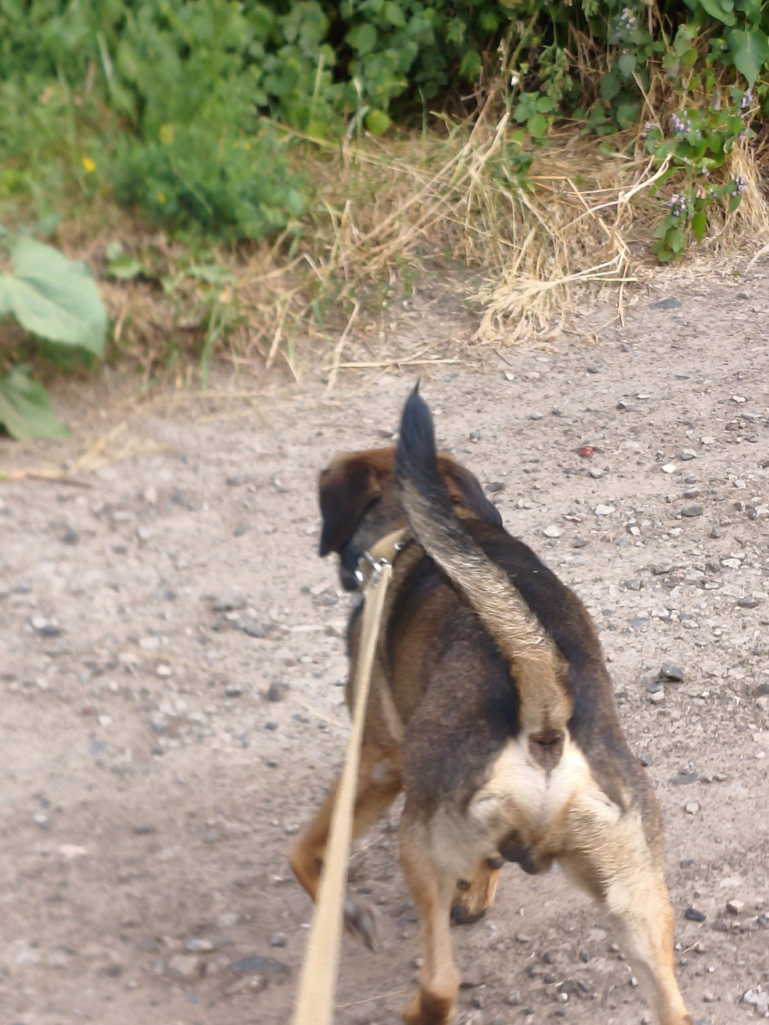 Dog walk and nature close-ups along Ukrainian country paths