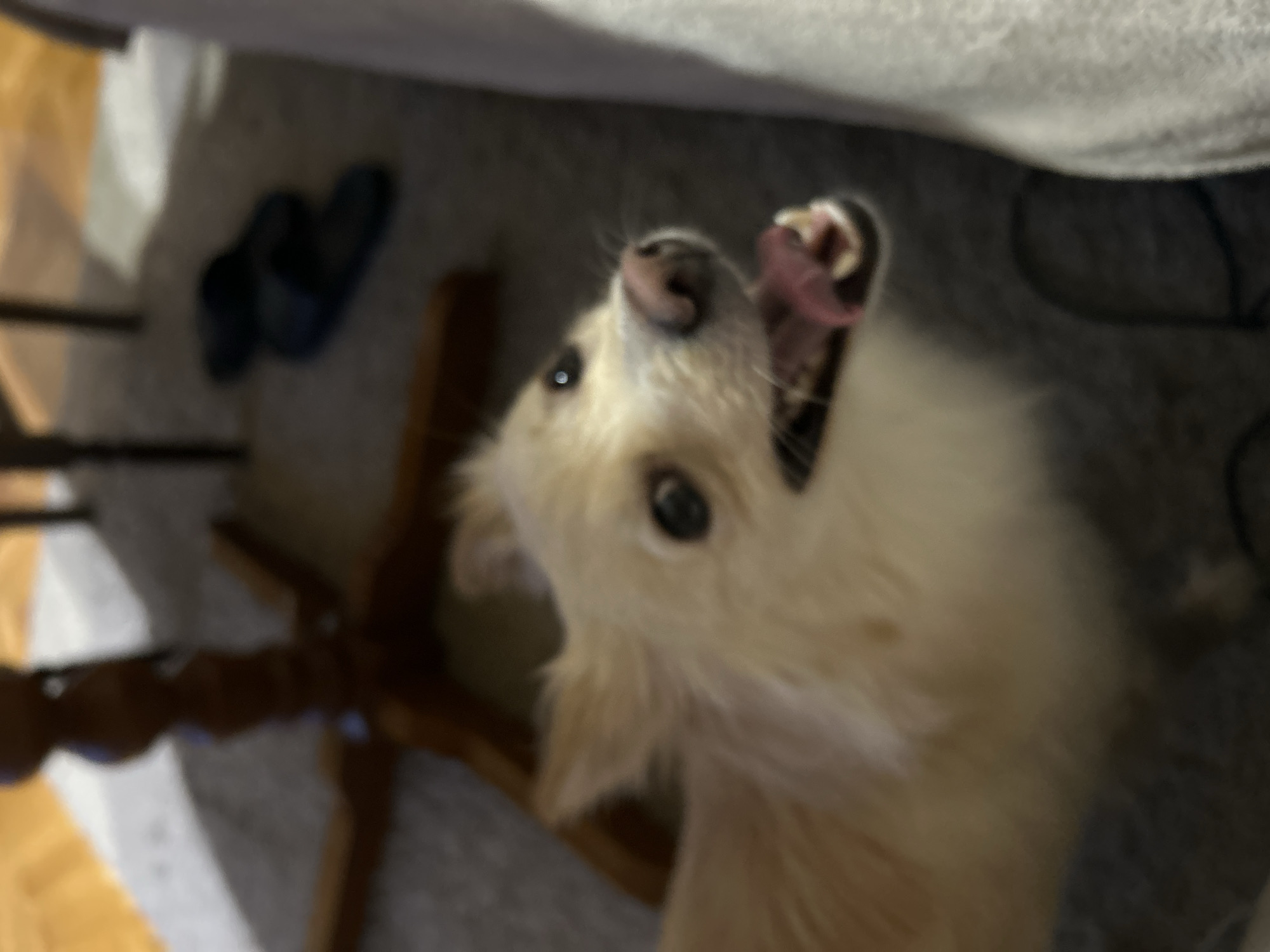 Pet photos captured across Sofia homes during evening hours