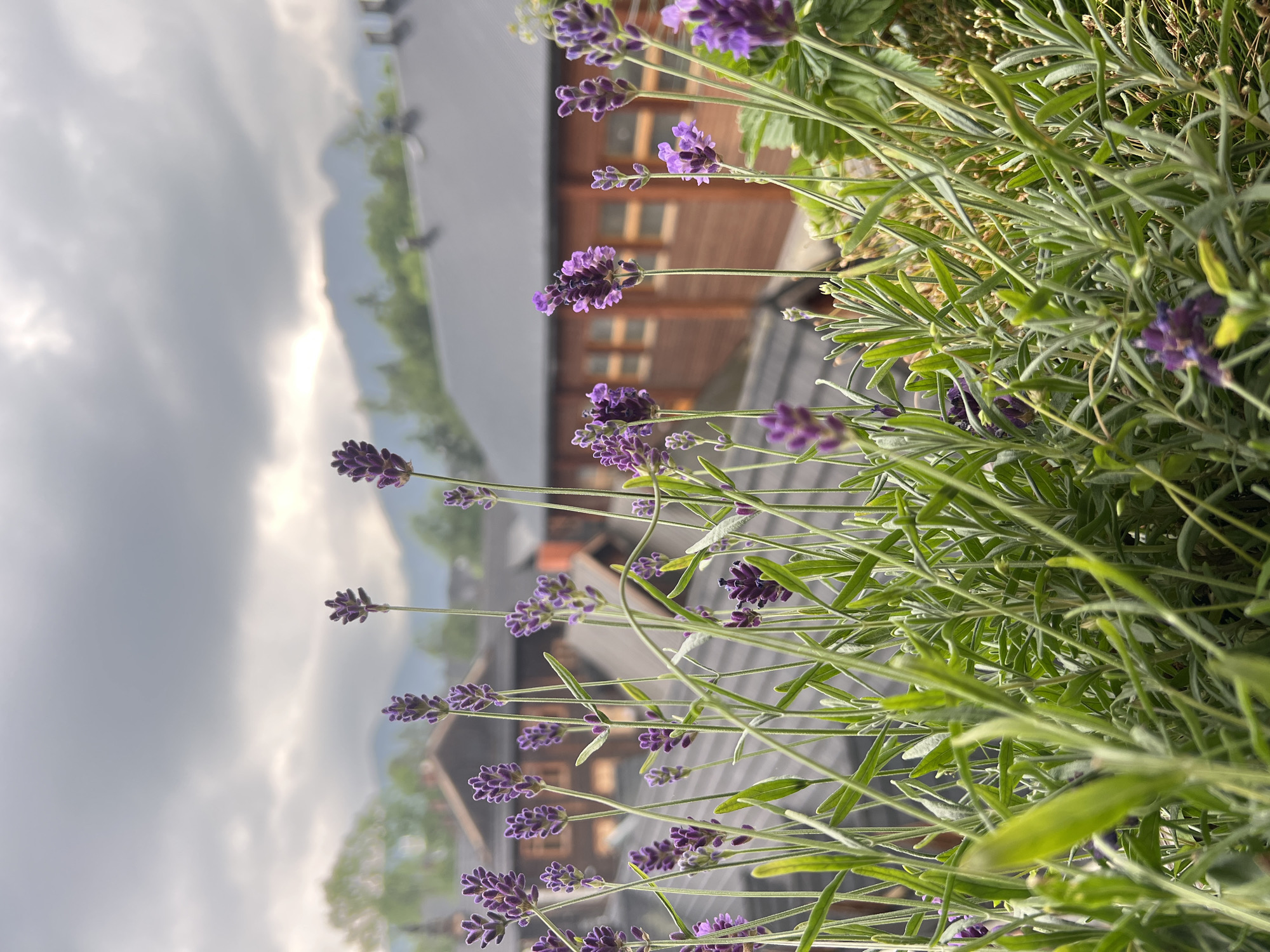 Lavender, mountains, and a slow afternoon in Zakopane
