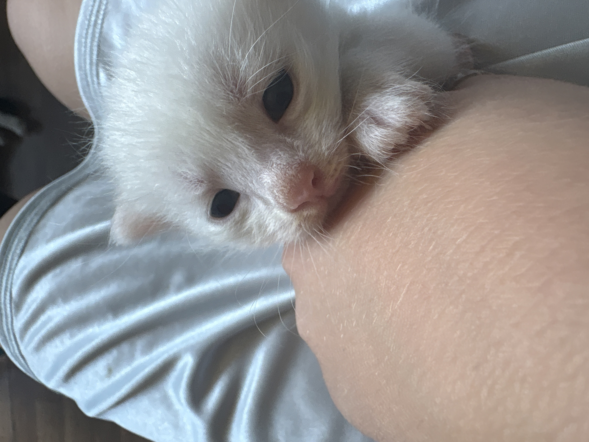 Newborn kittens, a calico mom, and a strawberry-print bedroom