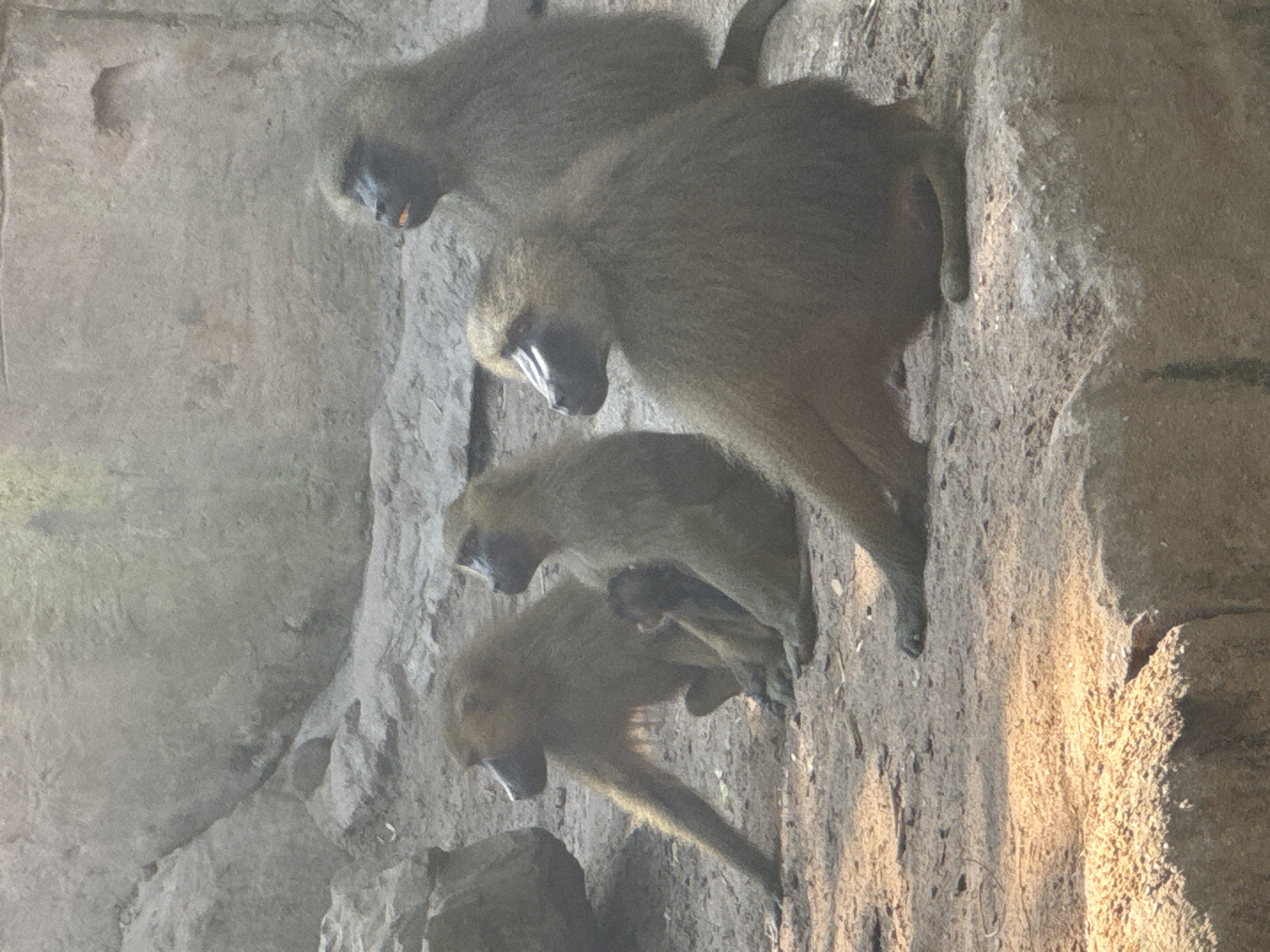 Morning at Nuremberg Zoo, animals across land and water