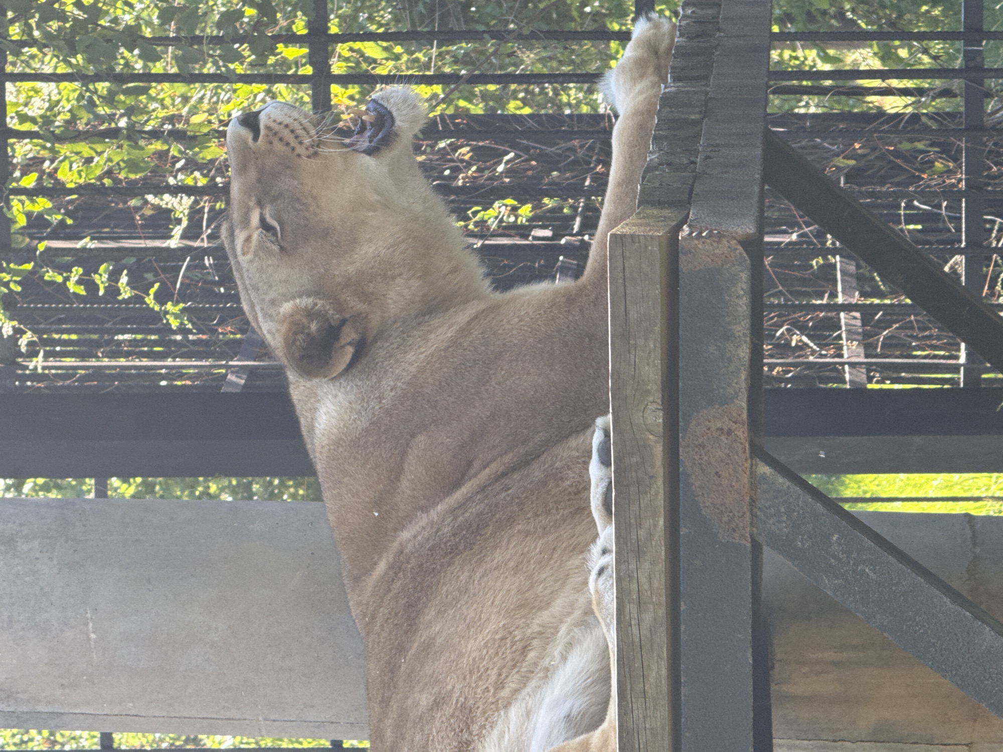 Zoo visit documented in Lovech, Bulgaria shows various animals