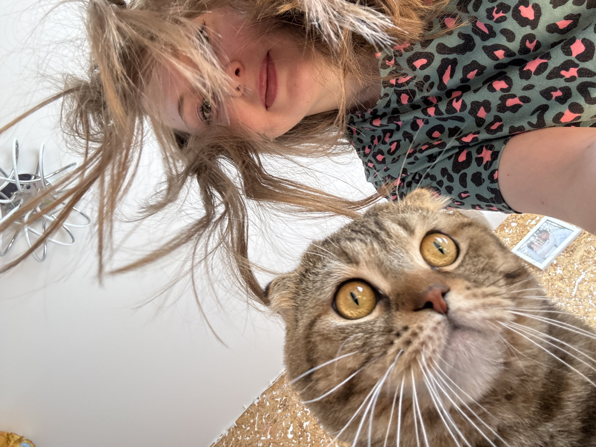Woman poses with Scottish Fold cat in indoor photo session