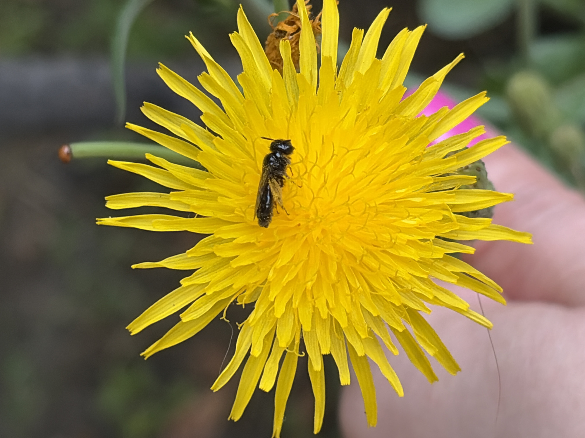 Wildflower walk through Podolsk on a July morning