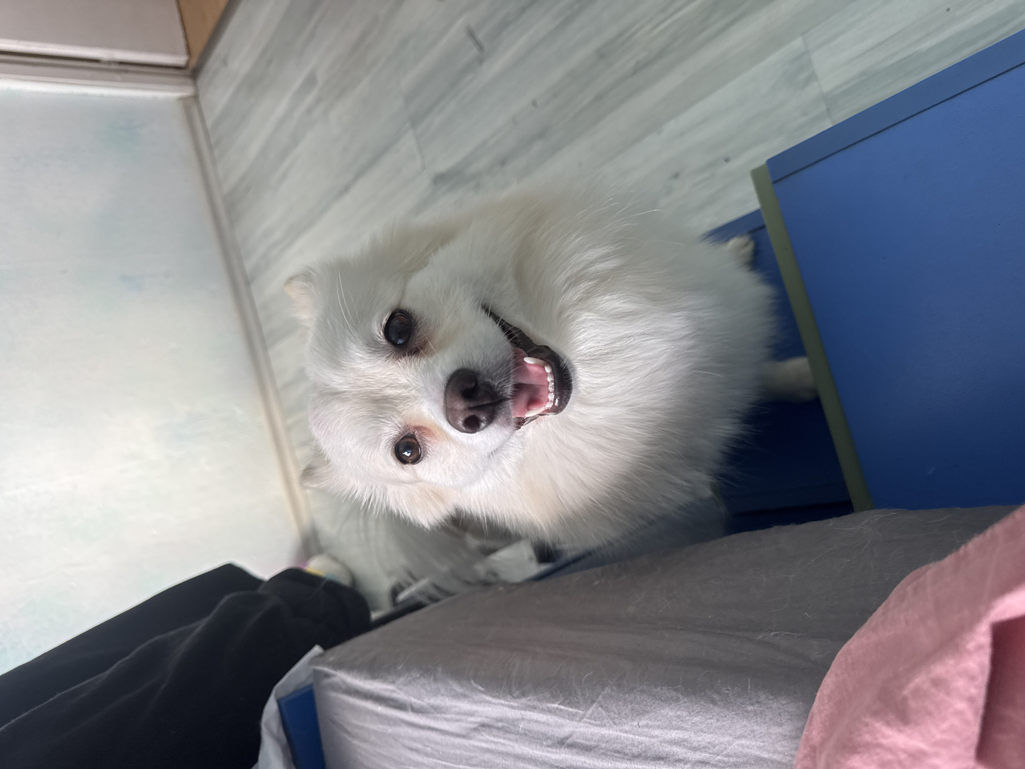 White dog photographed in Sofia bedroom