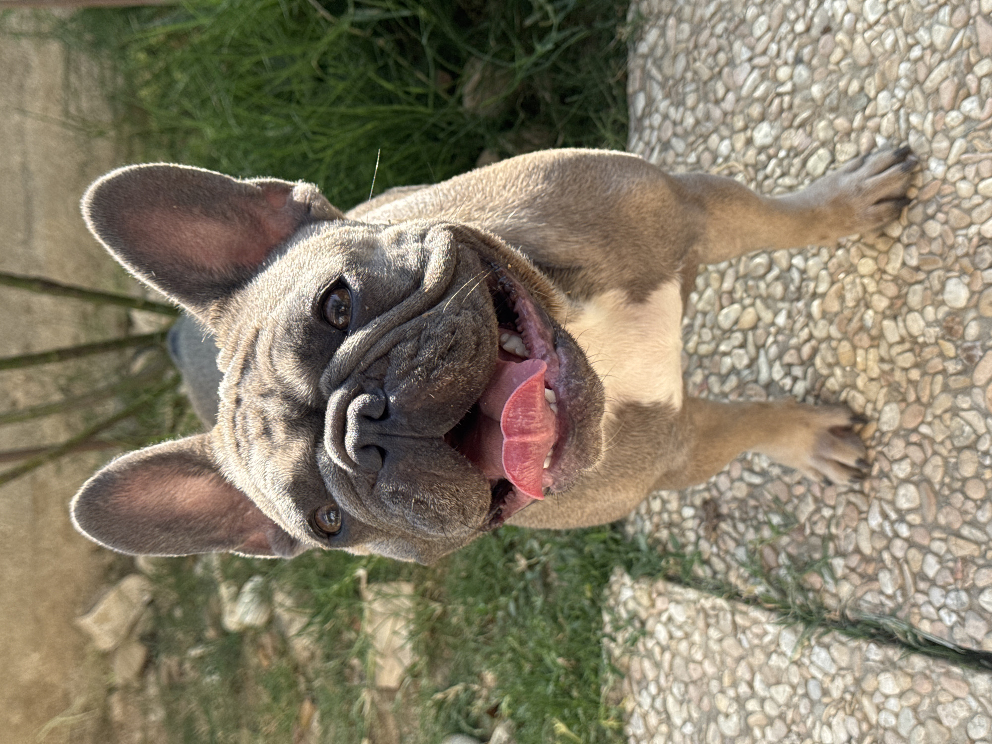French Bulldogs roam and lounge around San Benedetto del Tronto