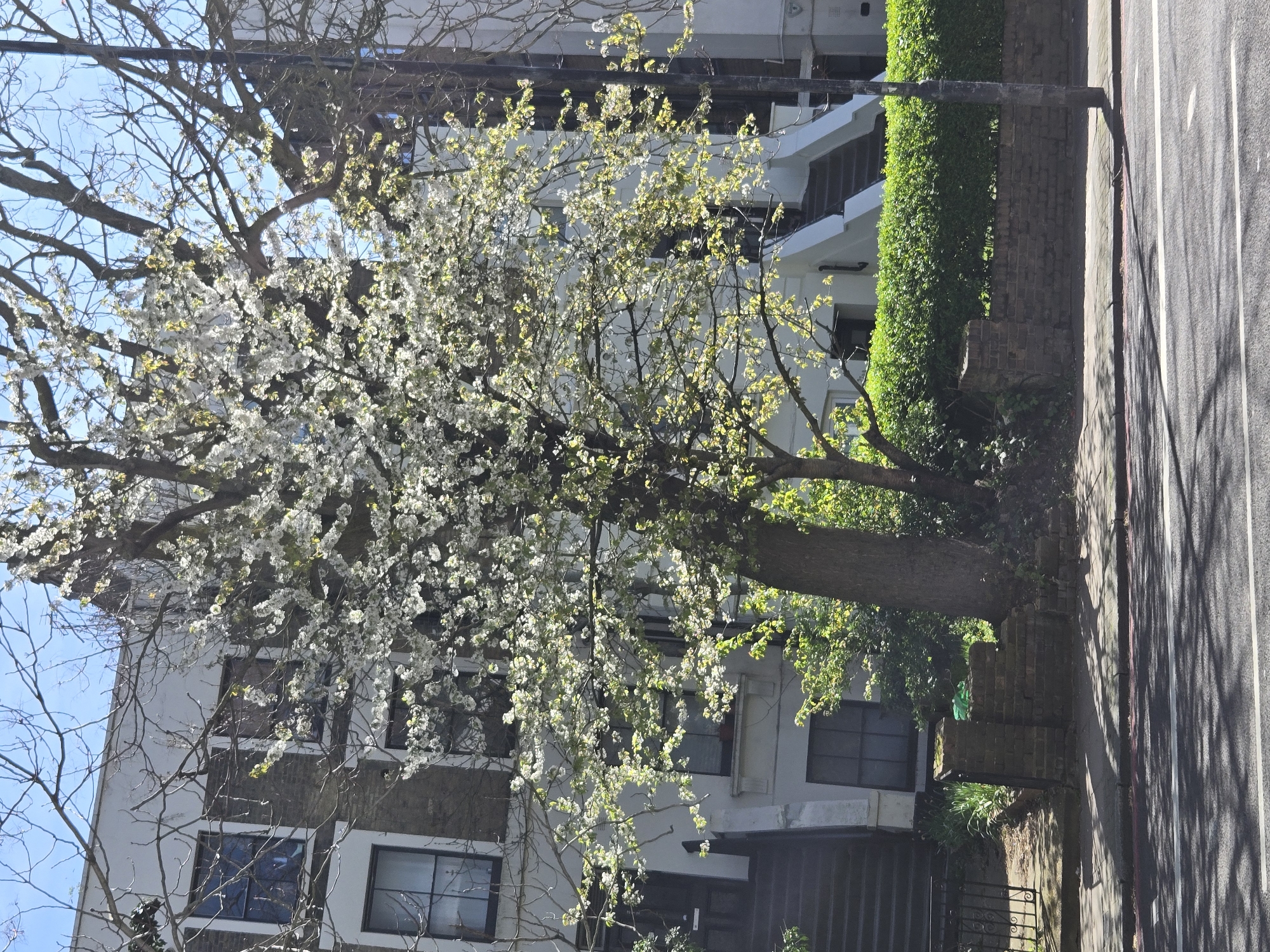 Spring blooms captured during London neighborhood walk