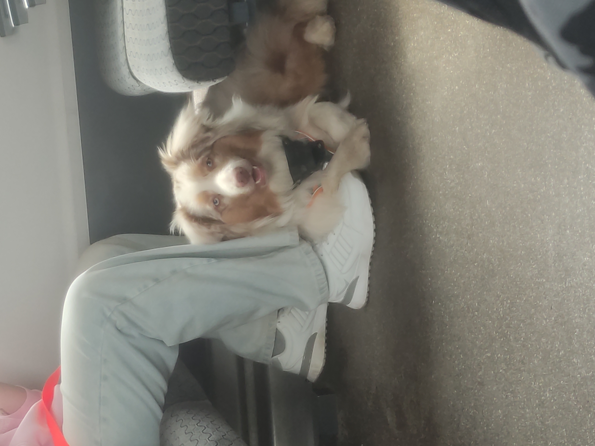 Australian Shepherd and person in casual indoor moment