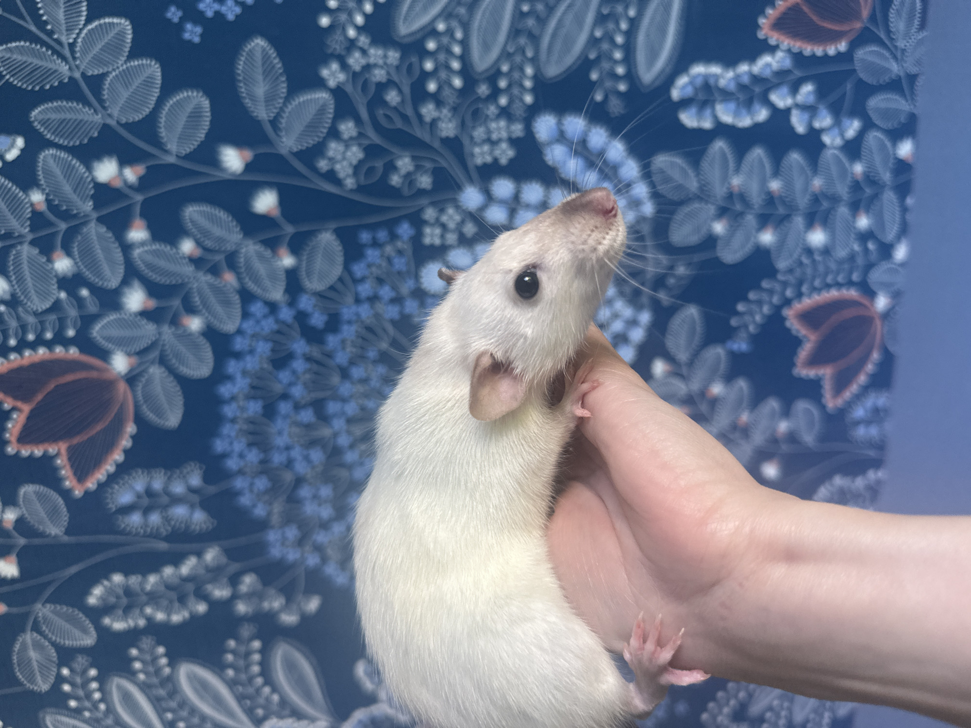 Stavropol resident documents pets and household moments over 12 minutes