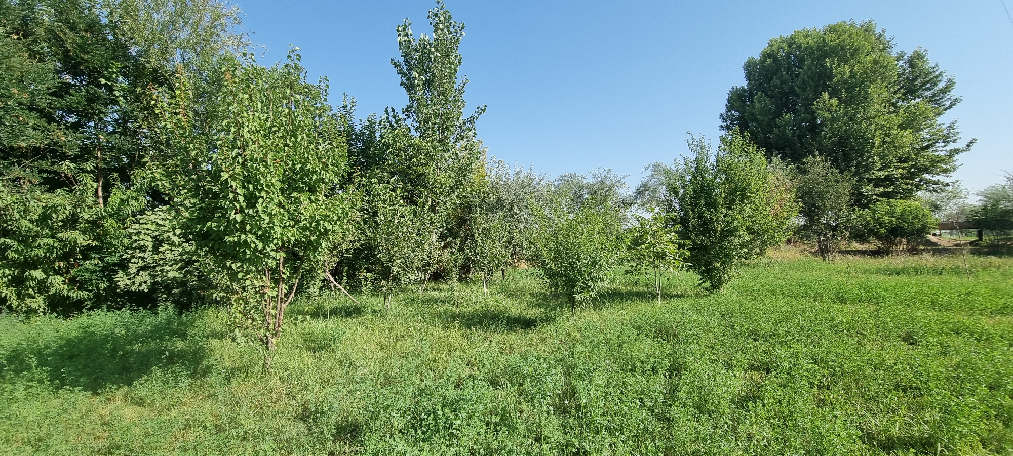 Farmland and green fields in Ҷомӣ, Tajikistan on a sunny morning