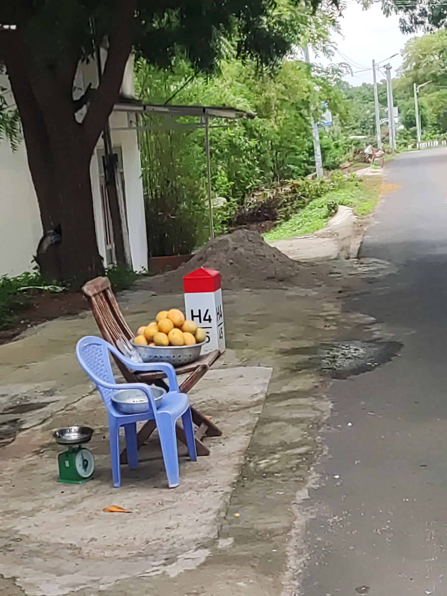 Dawn roadside vendor setup near lotus pond documented