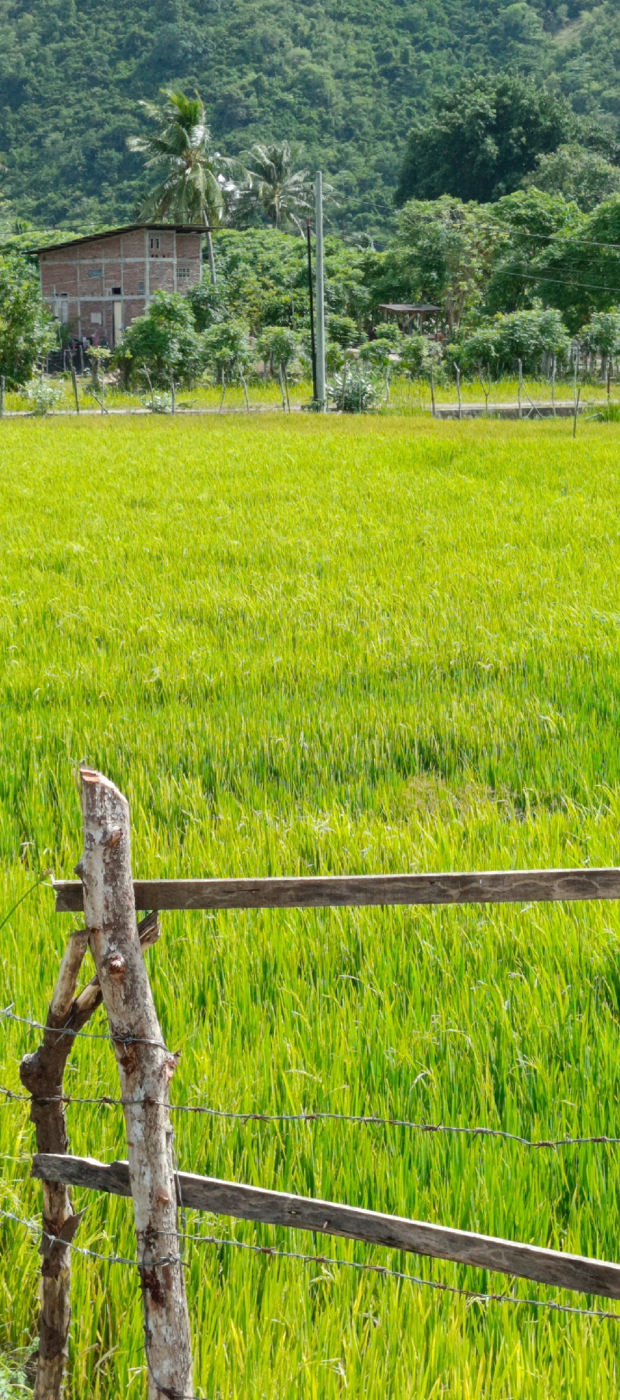 Rice fields and rural roads in Geundring, Indonesia