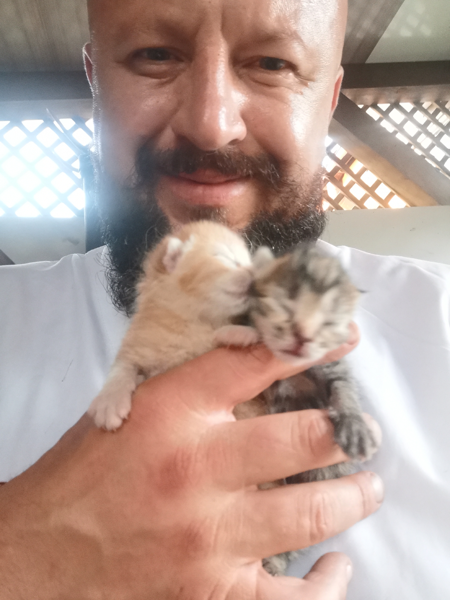 Two newborn kittens, ginger and grey tabby, held in hand