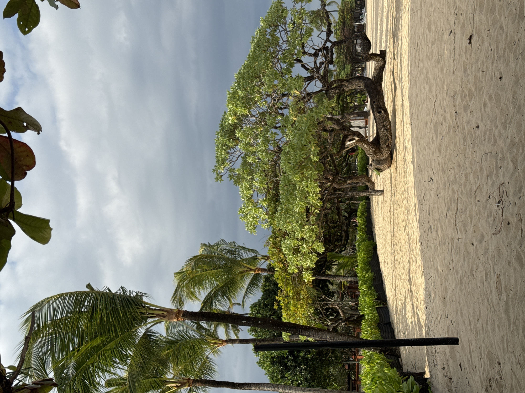 Man relaxes with phone against tree on Kuta beach