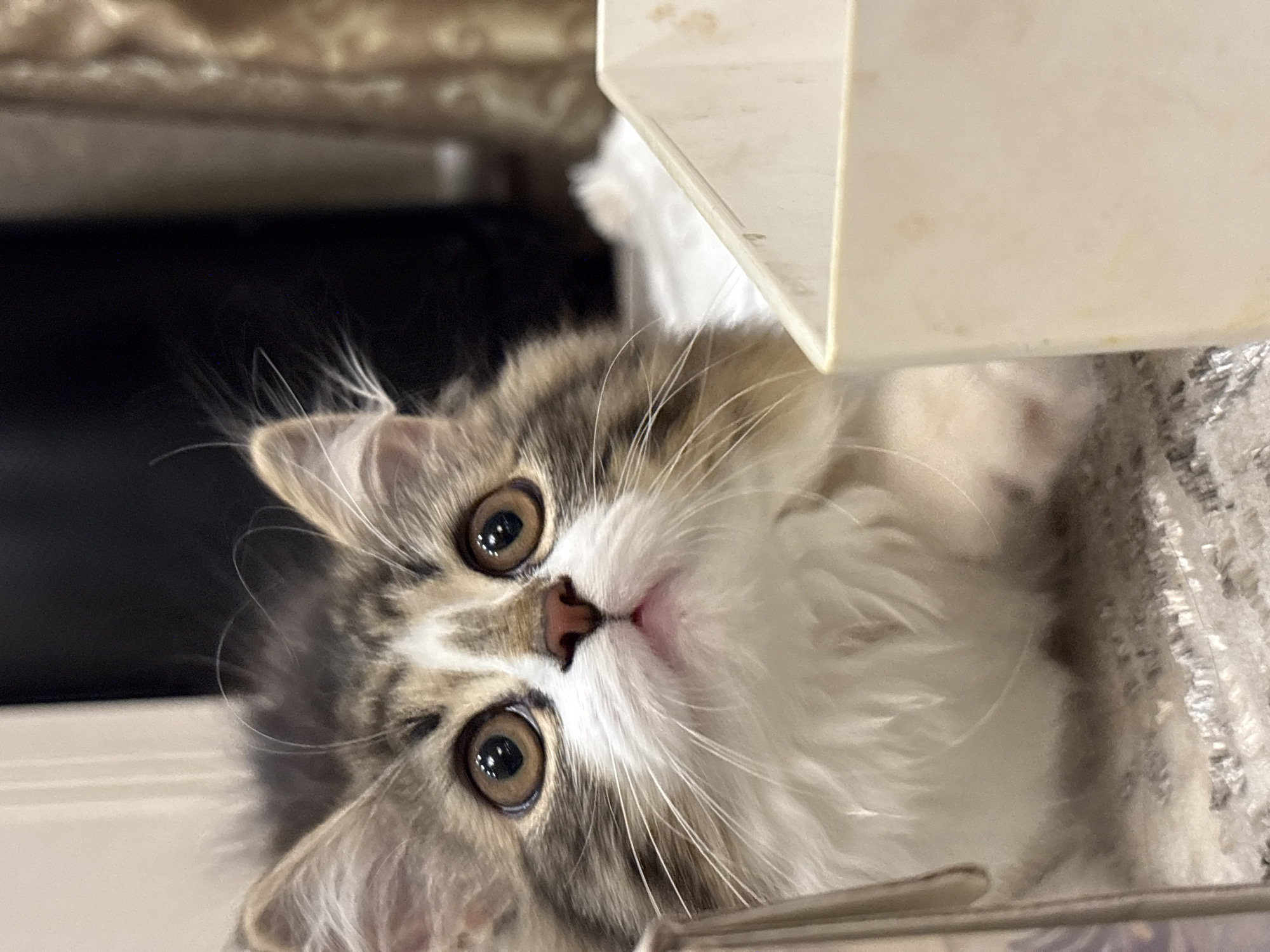 Woman documents playful kitten moments in Chaikovsky home