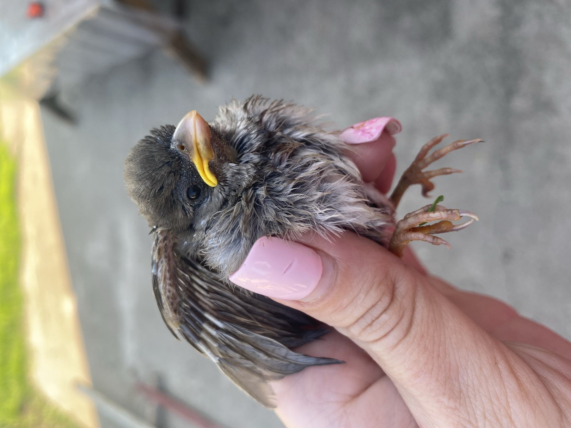 Bird rescue and care in Kisliakovskaya, Russia