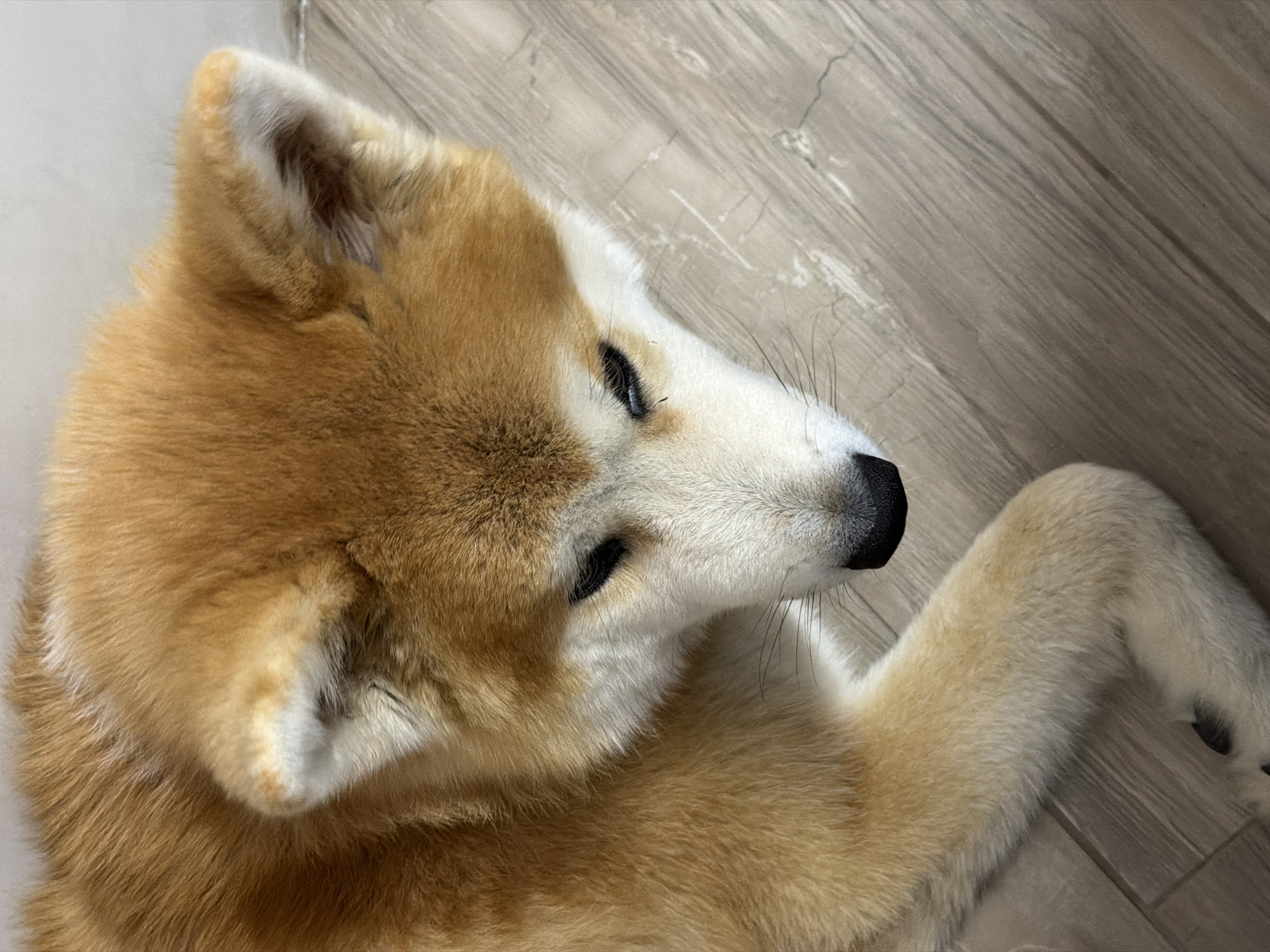 Lazy morning in at home with a fluffy dog