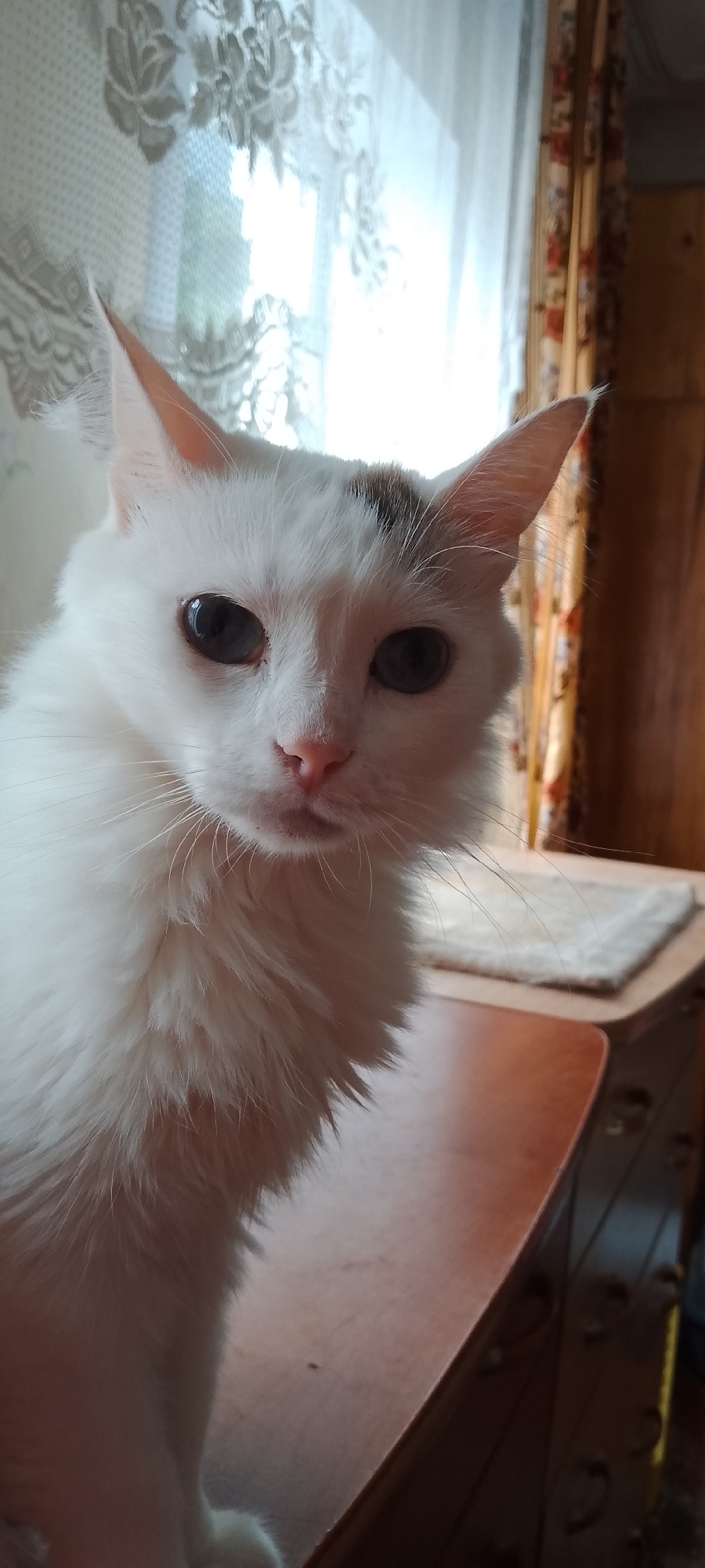 Cats and small dogs at home in Belgorod