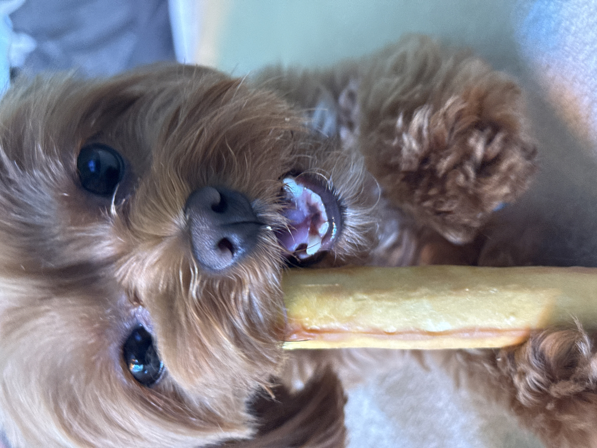 Prague afternoon: selfies and a dog obsessed with chew toys