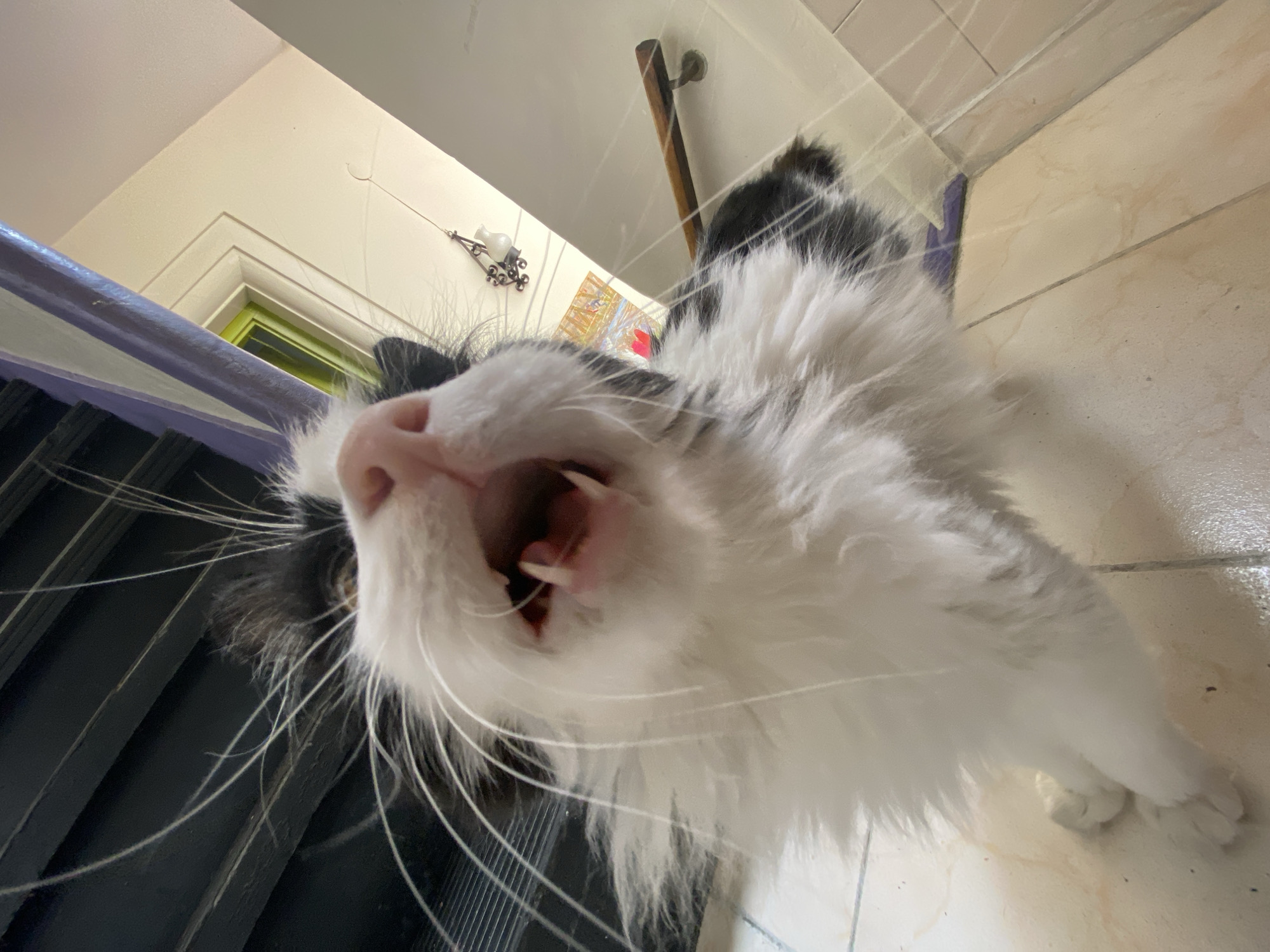 Everyday moments: cat yawning, cooking captured in Buenos Aires