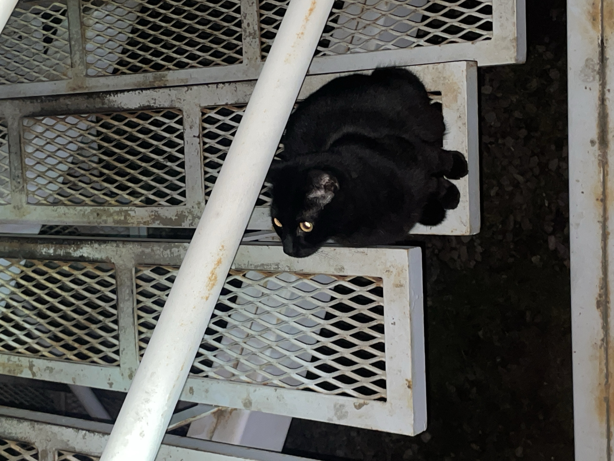 Black cat spotted on industrial staircase in Ushuaia