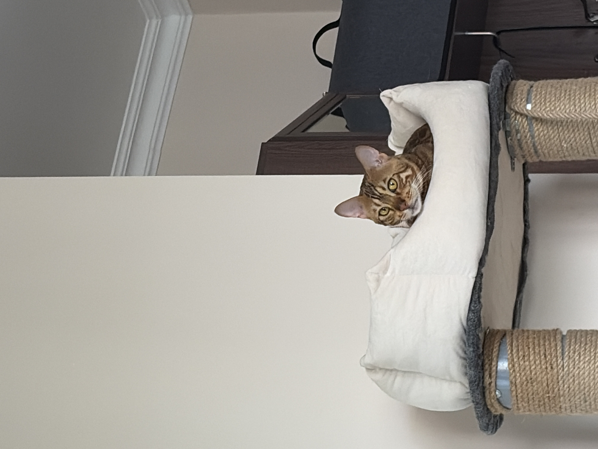 Bengal cat relaxing in bed on scratching post