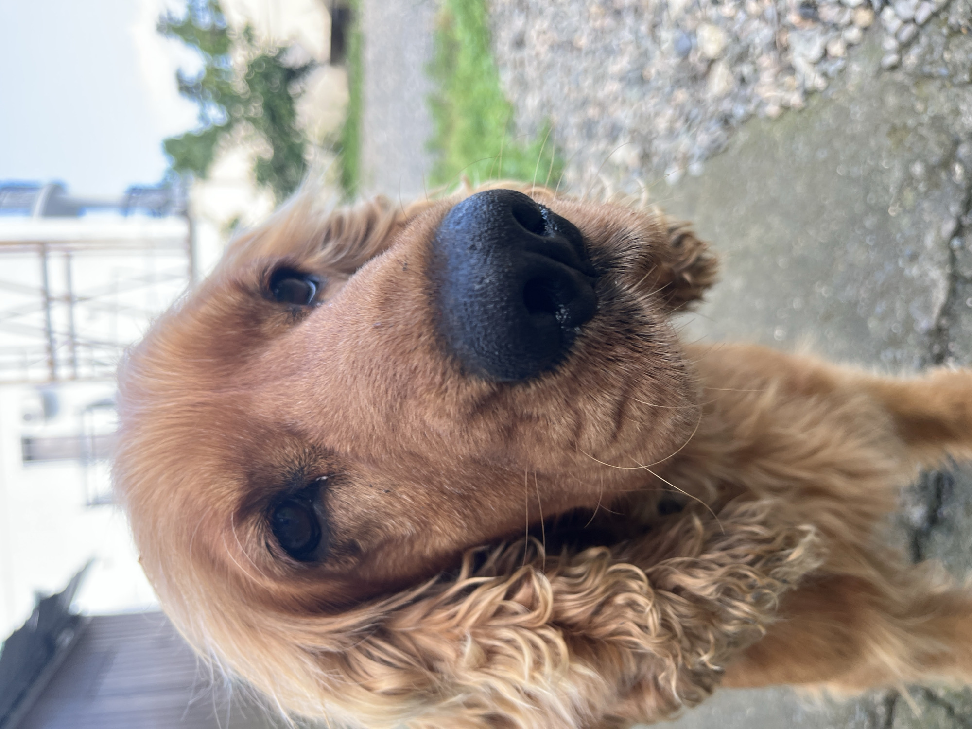 Backyard life in Ureki: pets, palms, and wild blackberries
