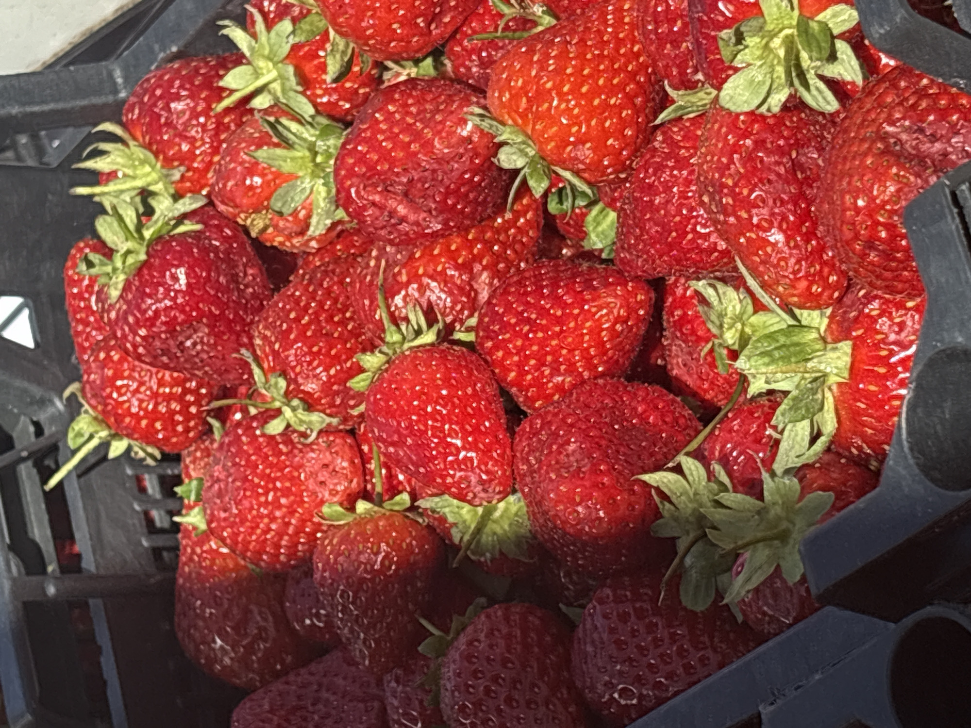 Morning street life and fresh strawberries documented in Perm