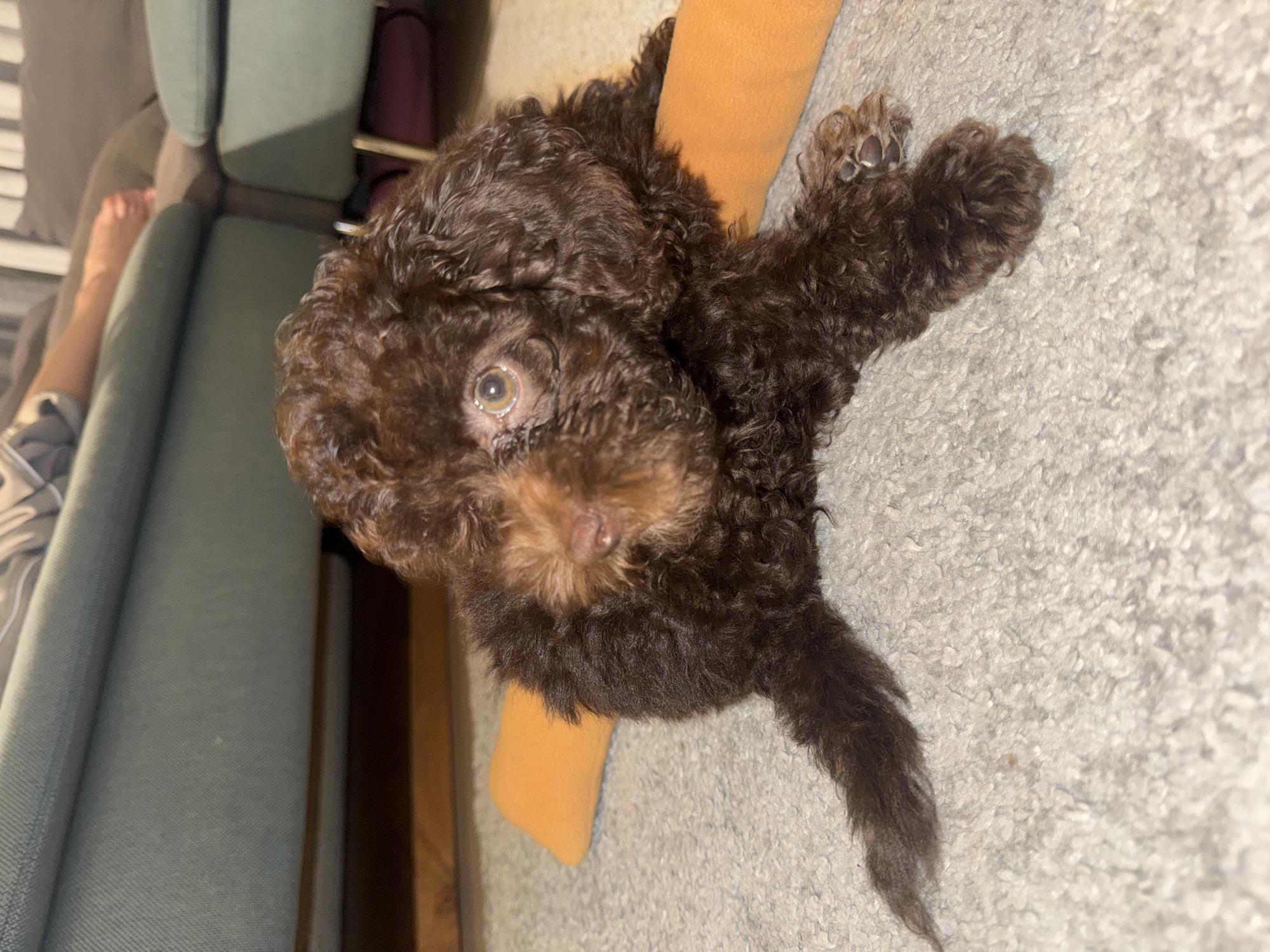 Curly-haired puppy plays and rests on carpet in Dubai