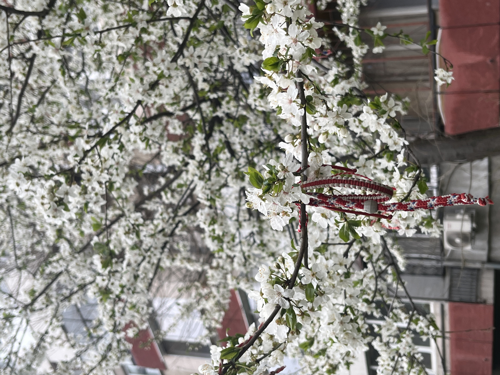 Woven bracelet tied to blossoming tree in Sofia