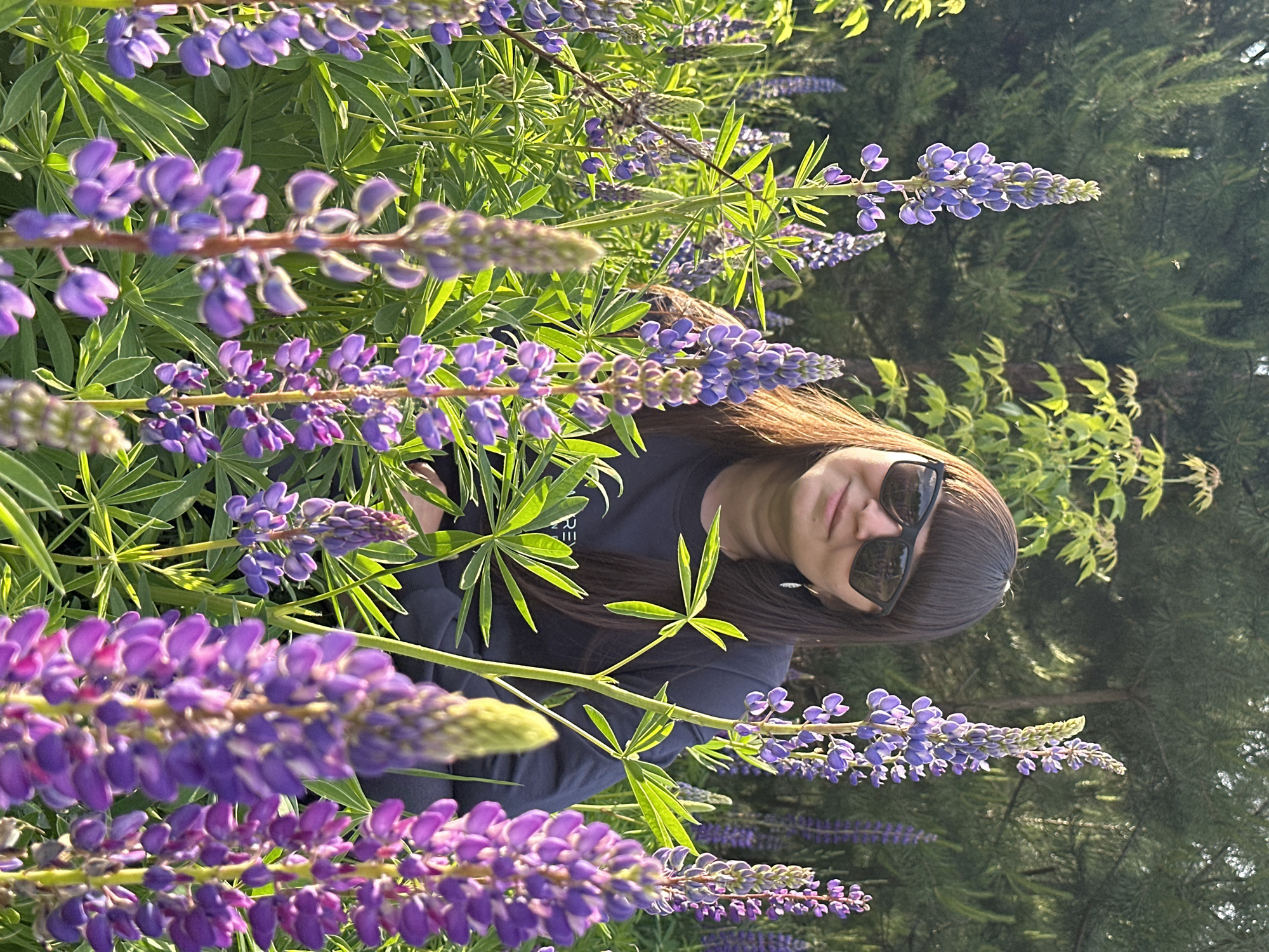 Visitors photograph lupine flower field in Chaikovsky, Russia